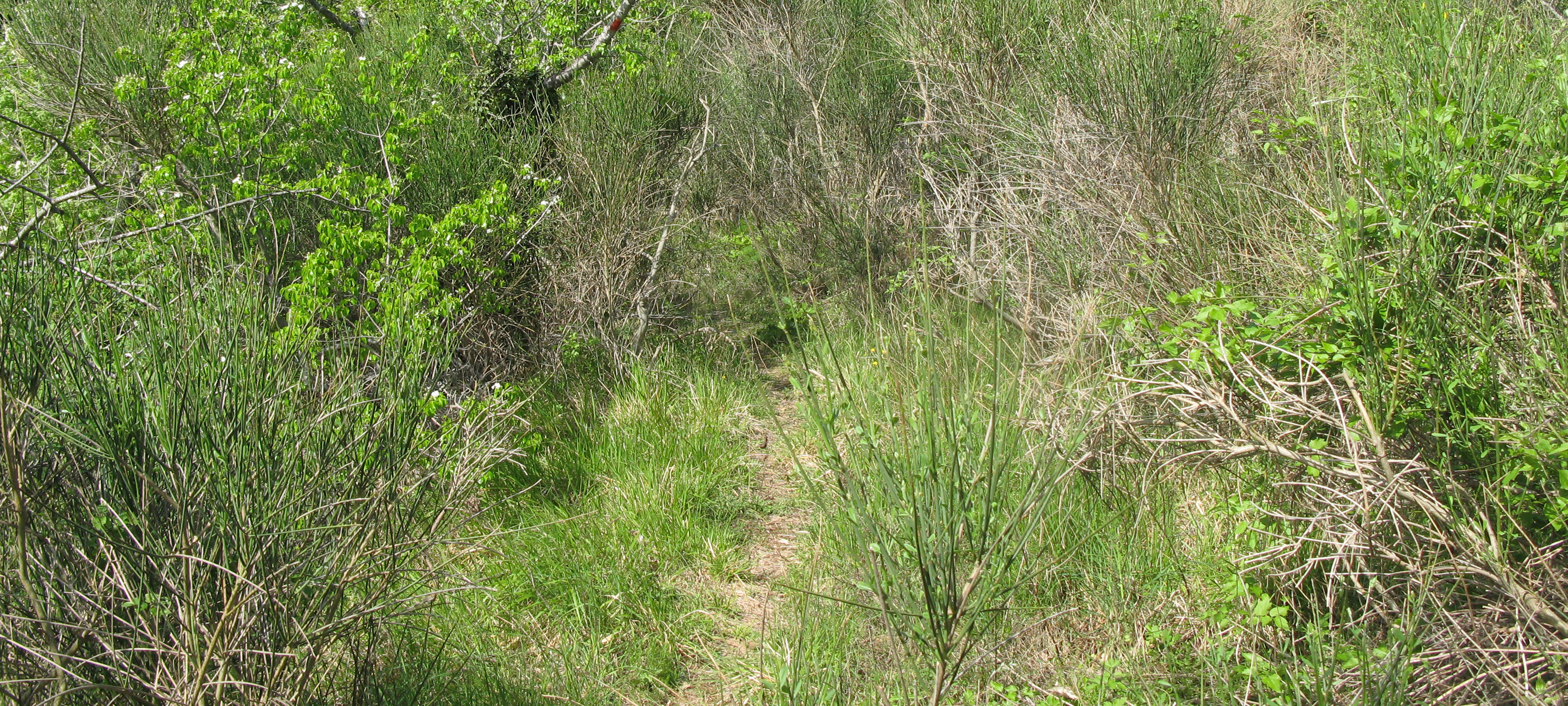 Monte di Montiego Sentiero 10 - immagine 4