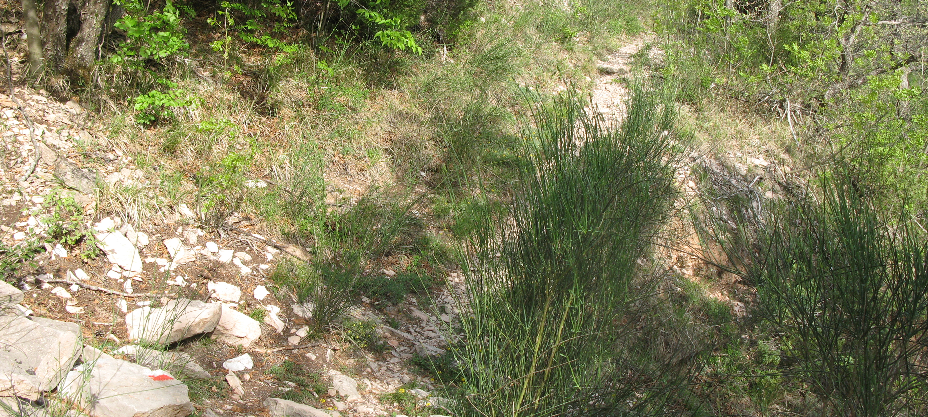 Monte di Montiego Sentiero 10 - immagine 10