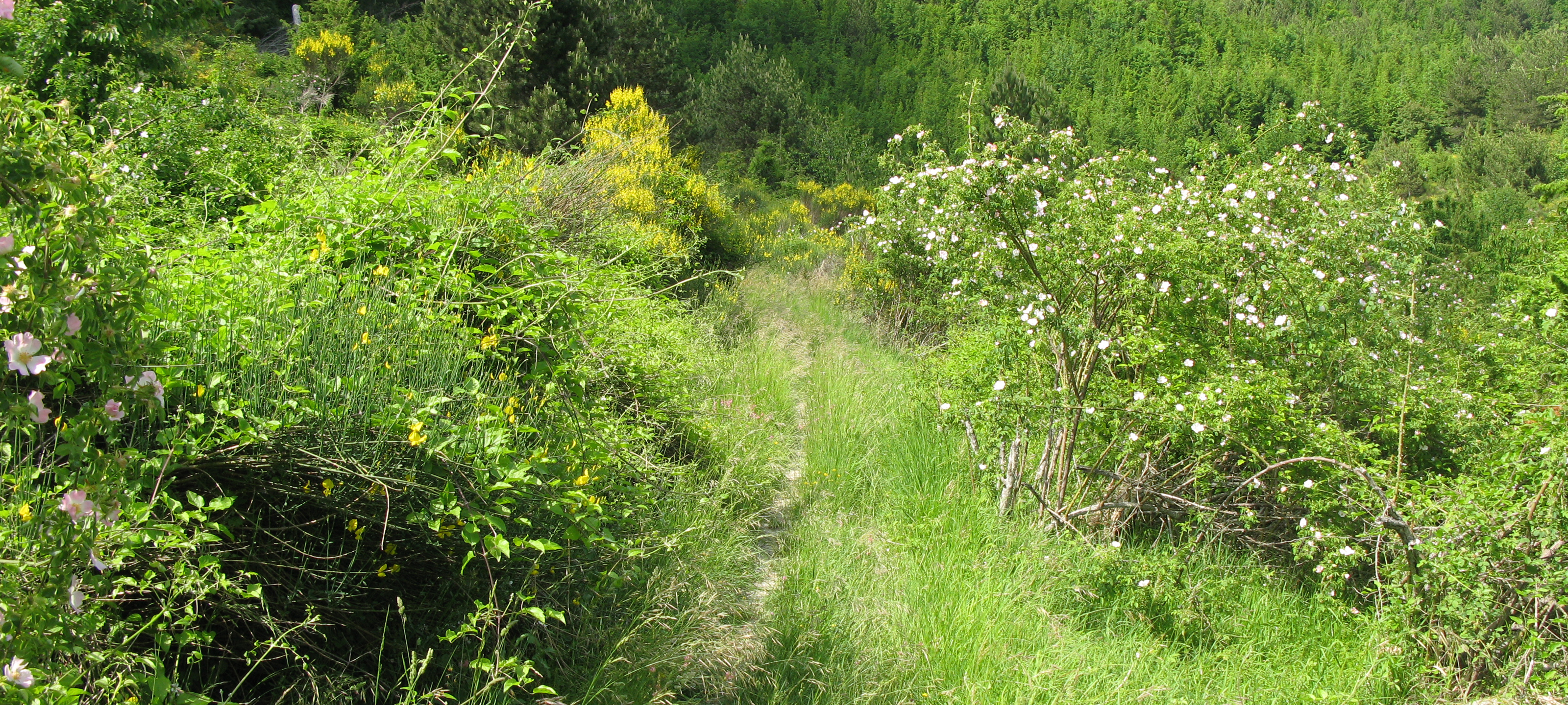 Parco Sasso Simone e Simoncello Sentiero 101 - immagine 2