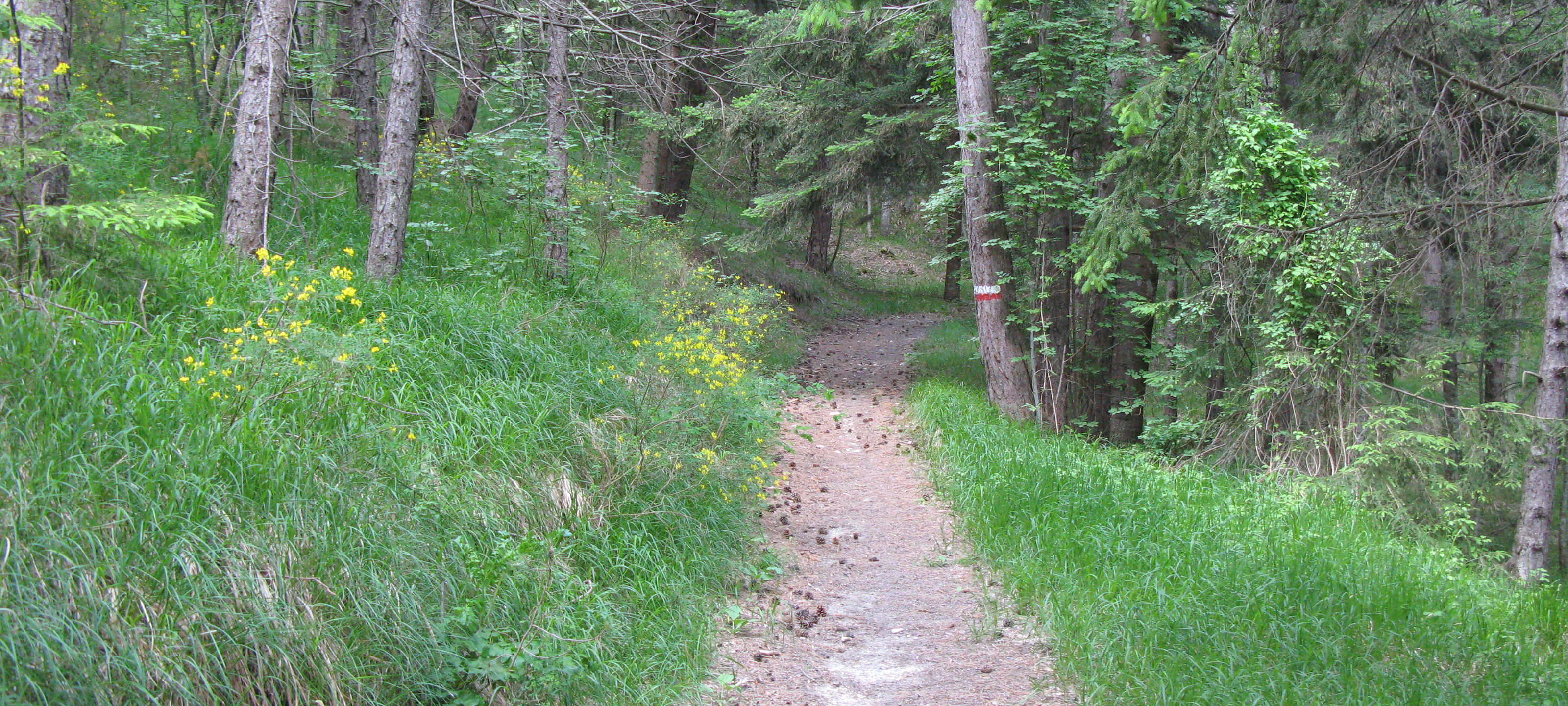 Parco Sasso Simone e Simoncello Sentiero 101 - immagine 4