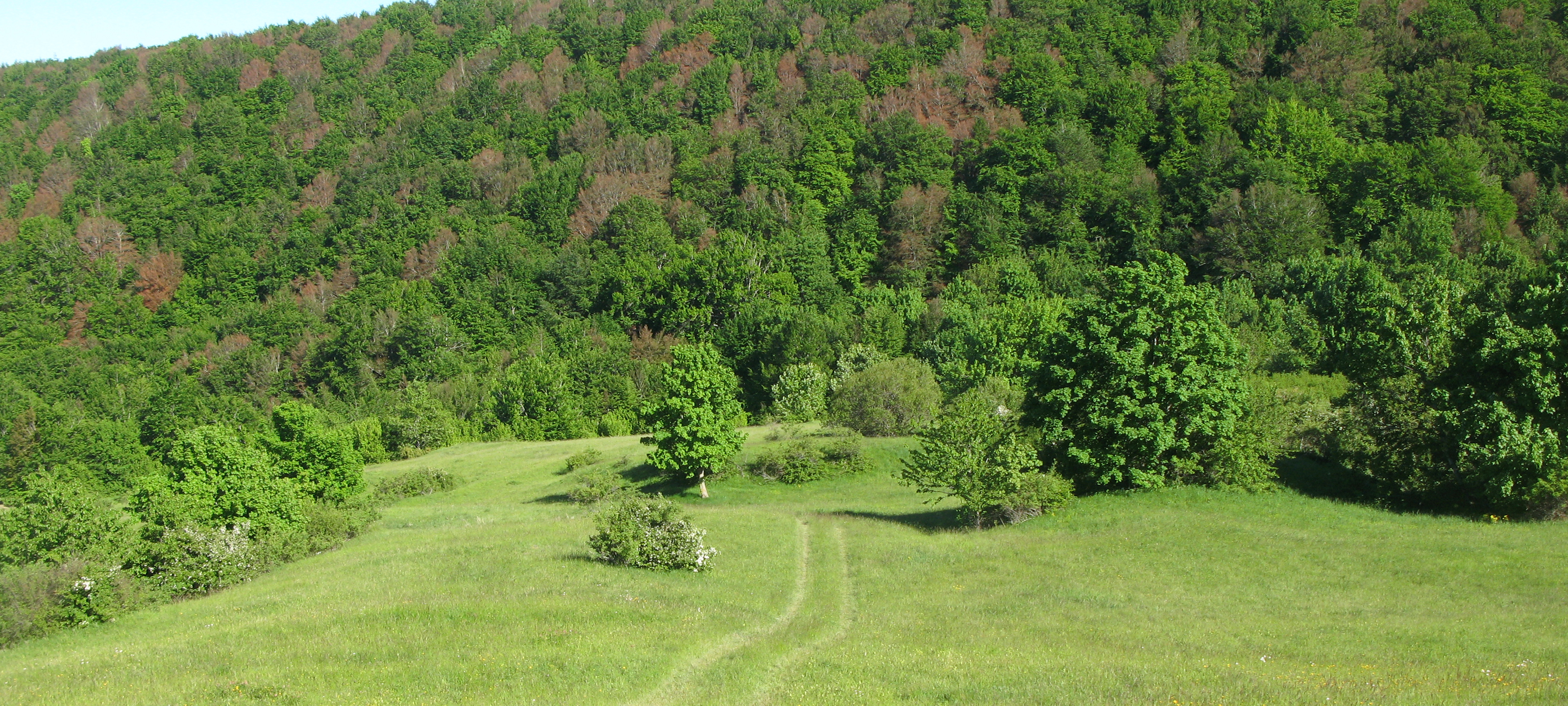 Monte Carpegna Sentiero 102/C - immagine 2