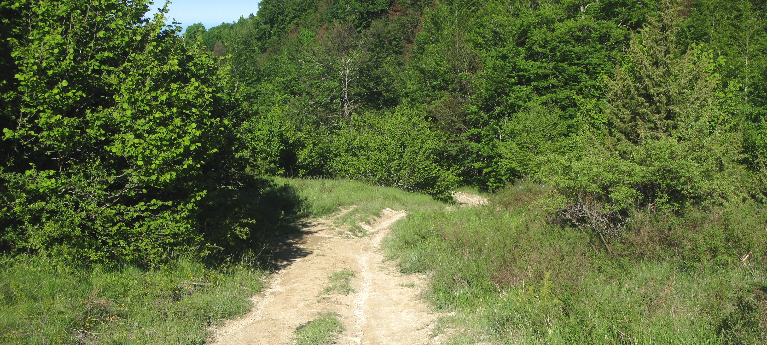 Monte Carpegna Sentiero 102/C - immagine 3