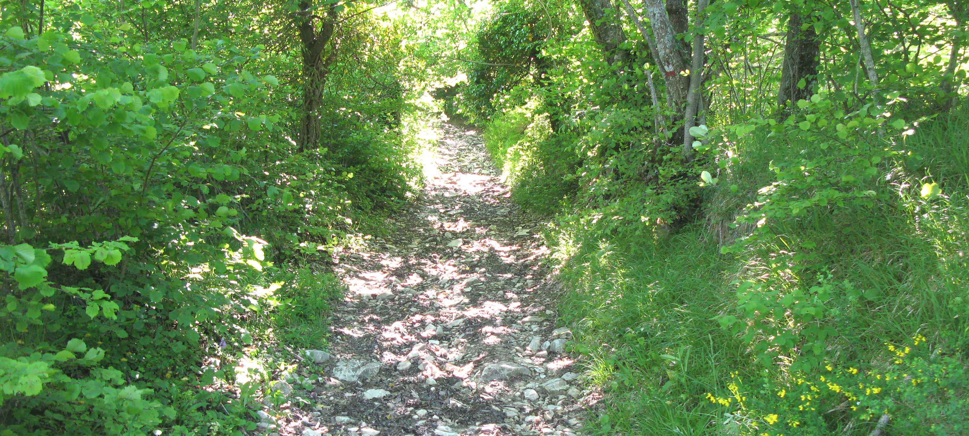 Monte Carpegna Sentiero 105 - immagine 3