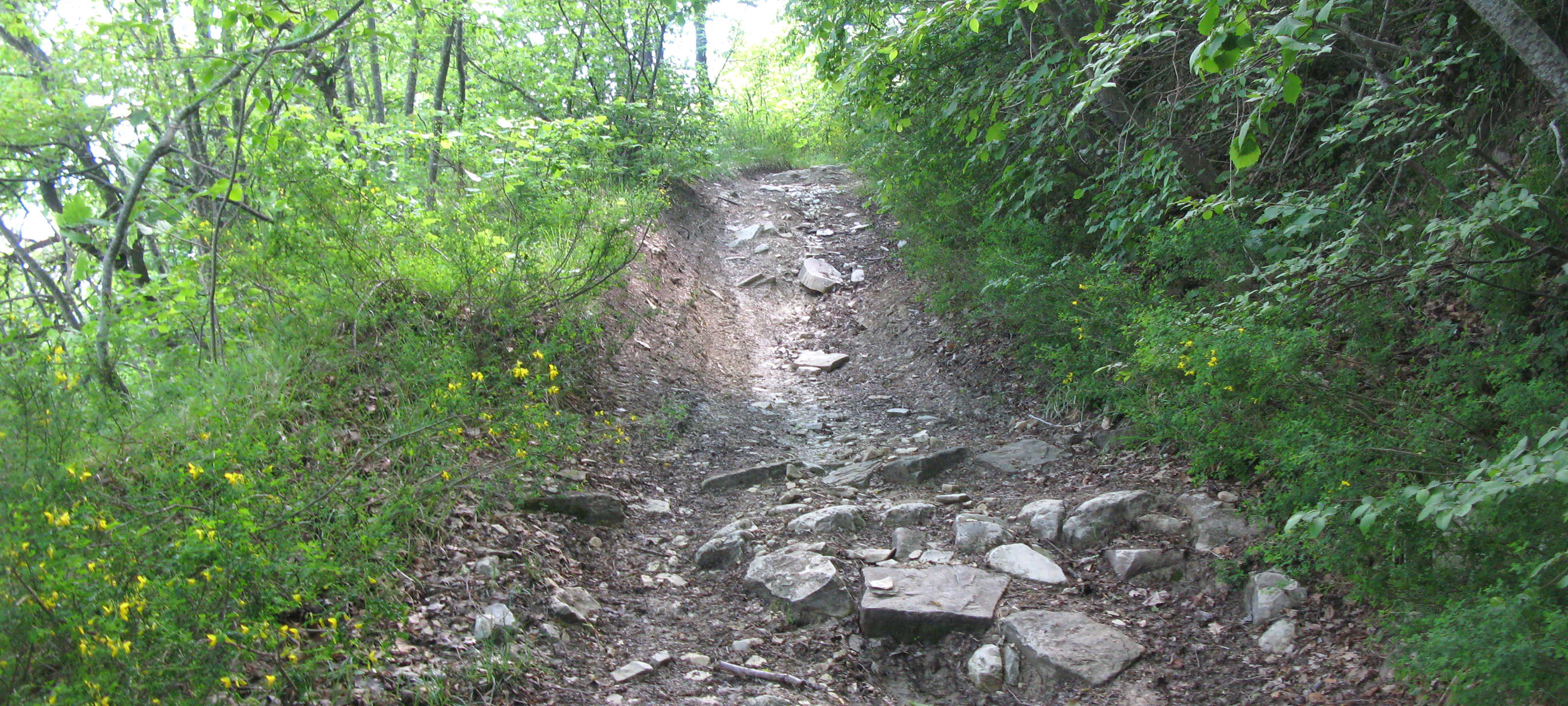 Monte Carpegna Sentiero 105 - immagine 4
