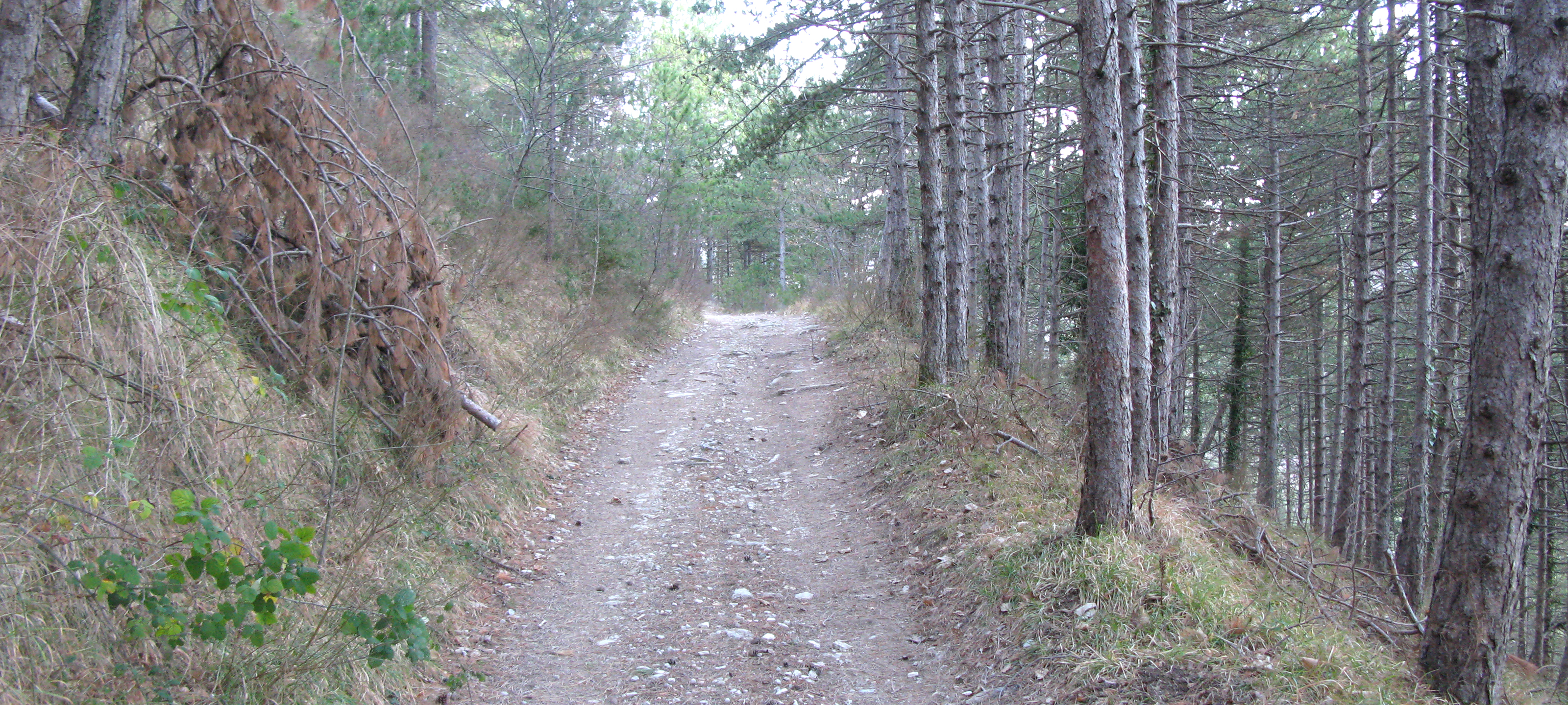 Monte Carpegna Sentiero 107 - immagine 8