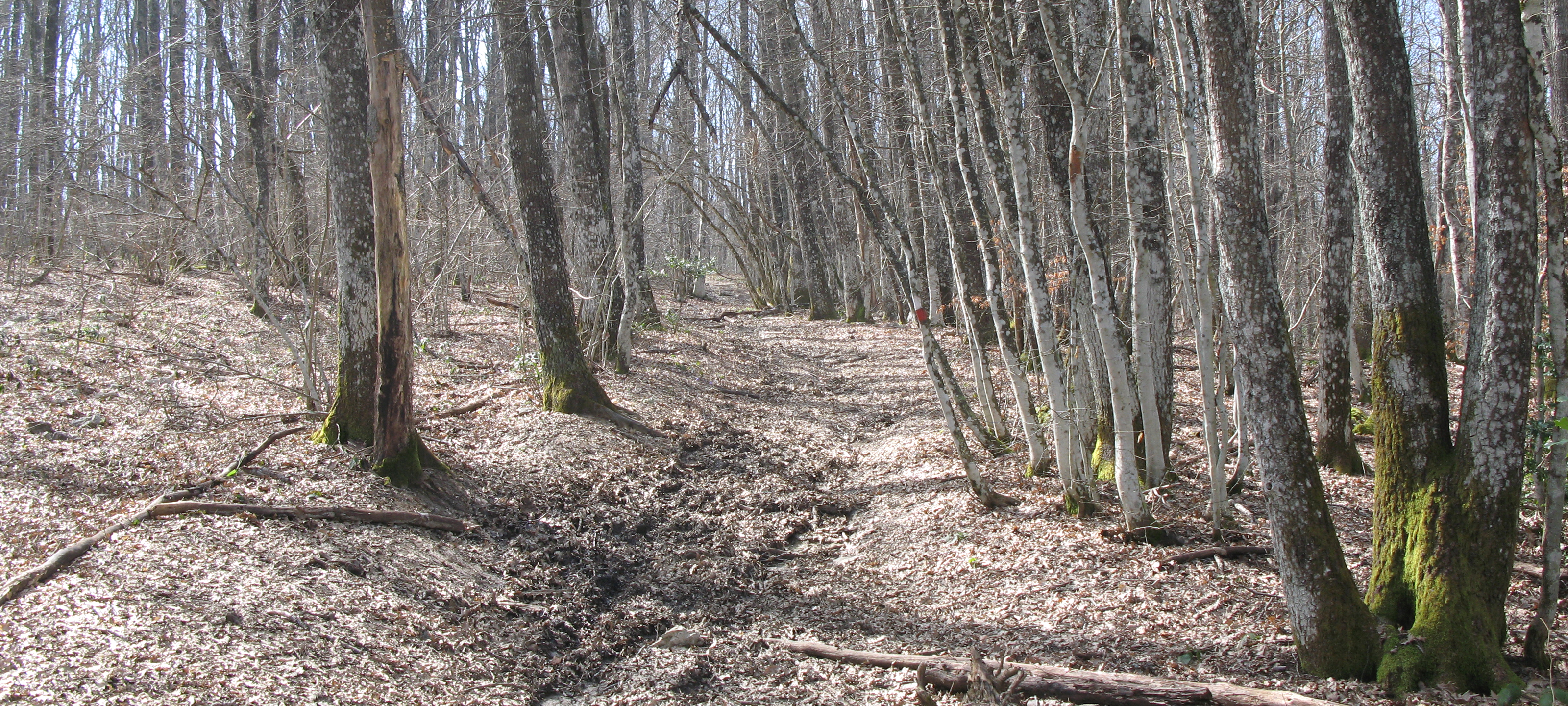 Parco Sasso Simone e Simoncello Sentiero 118 - immagine 12