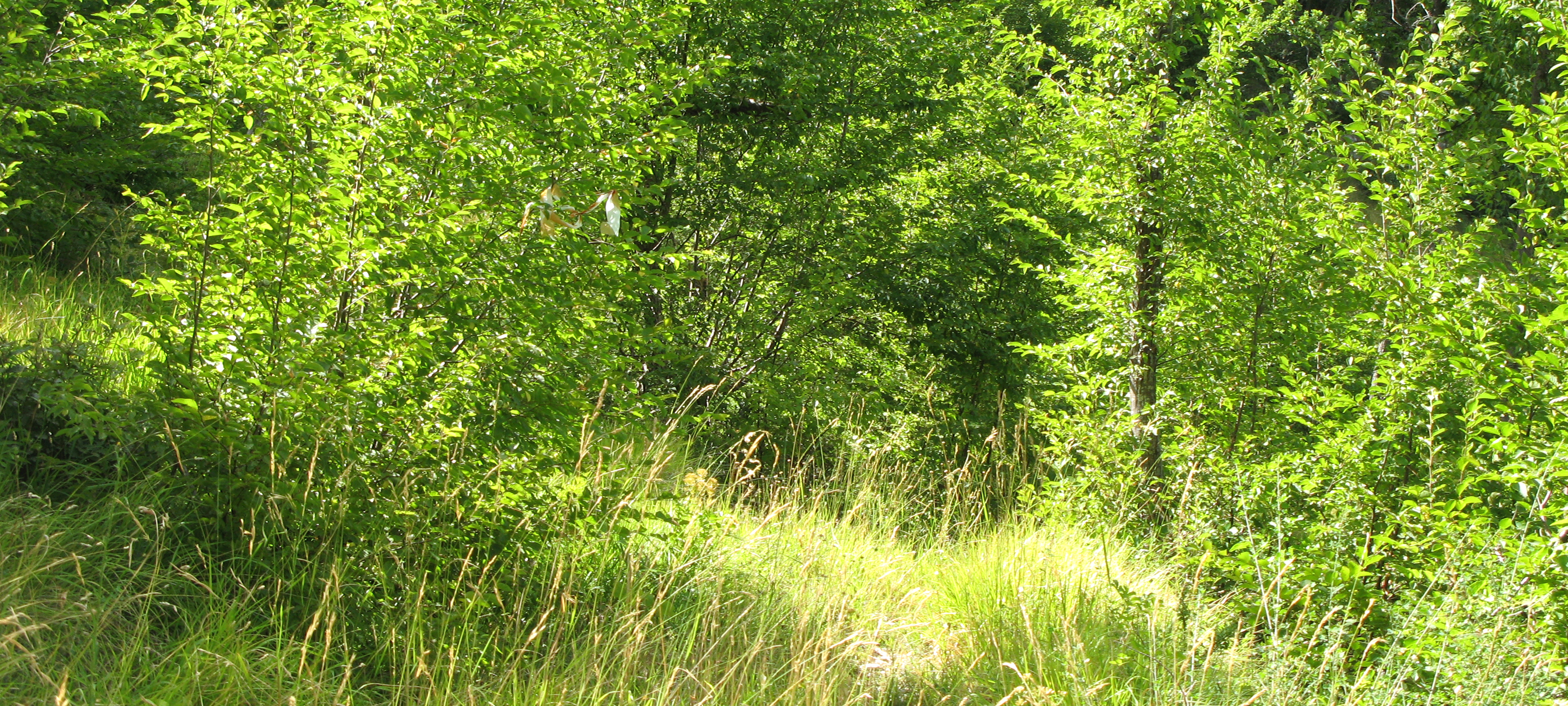 Monte Nerone Sentiero 12 - immagine 1