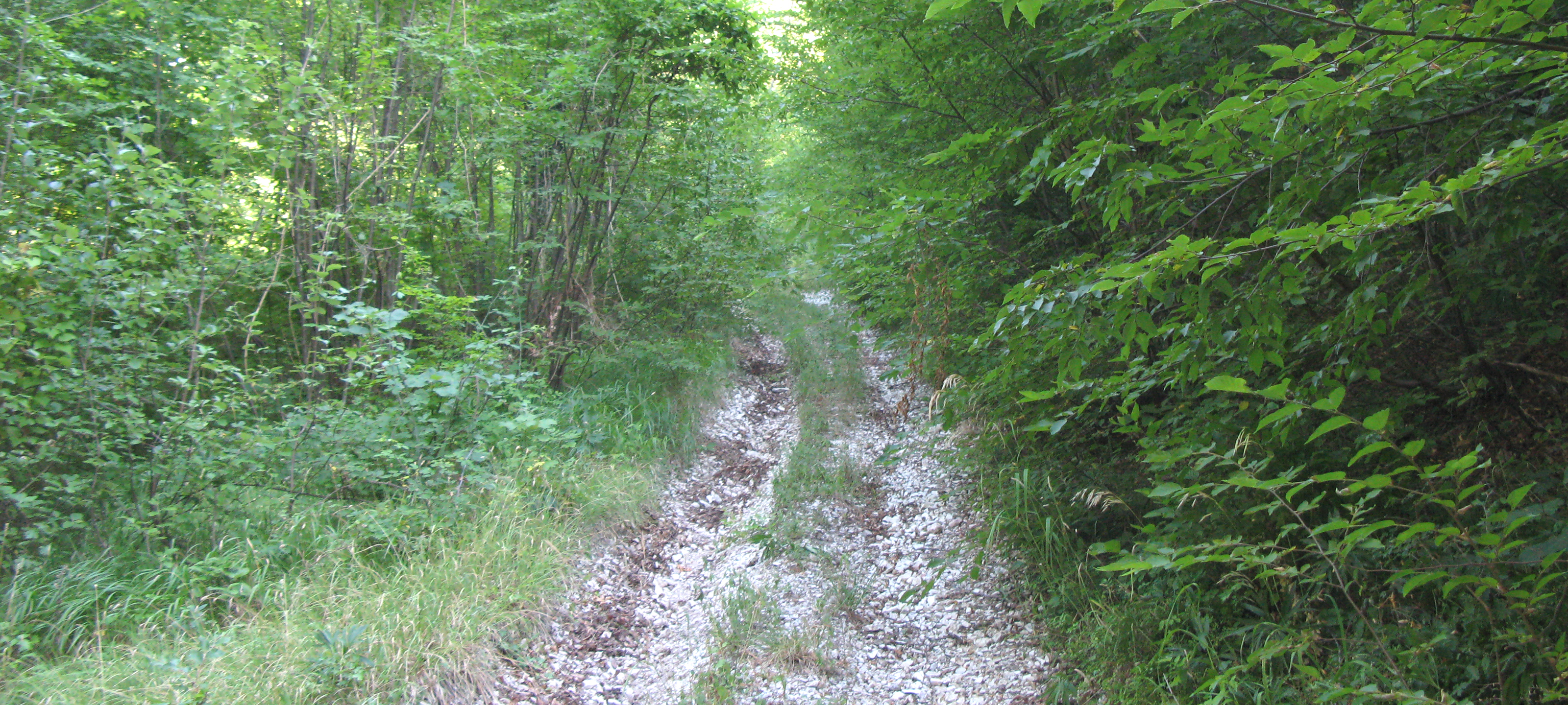 Monte Nerone Sentiero 12 - immagine 2