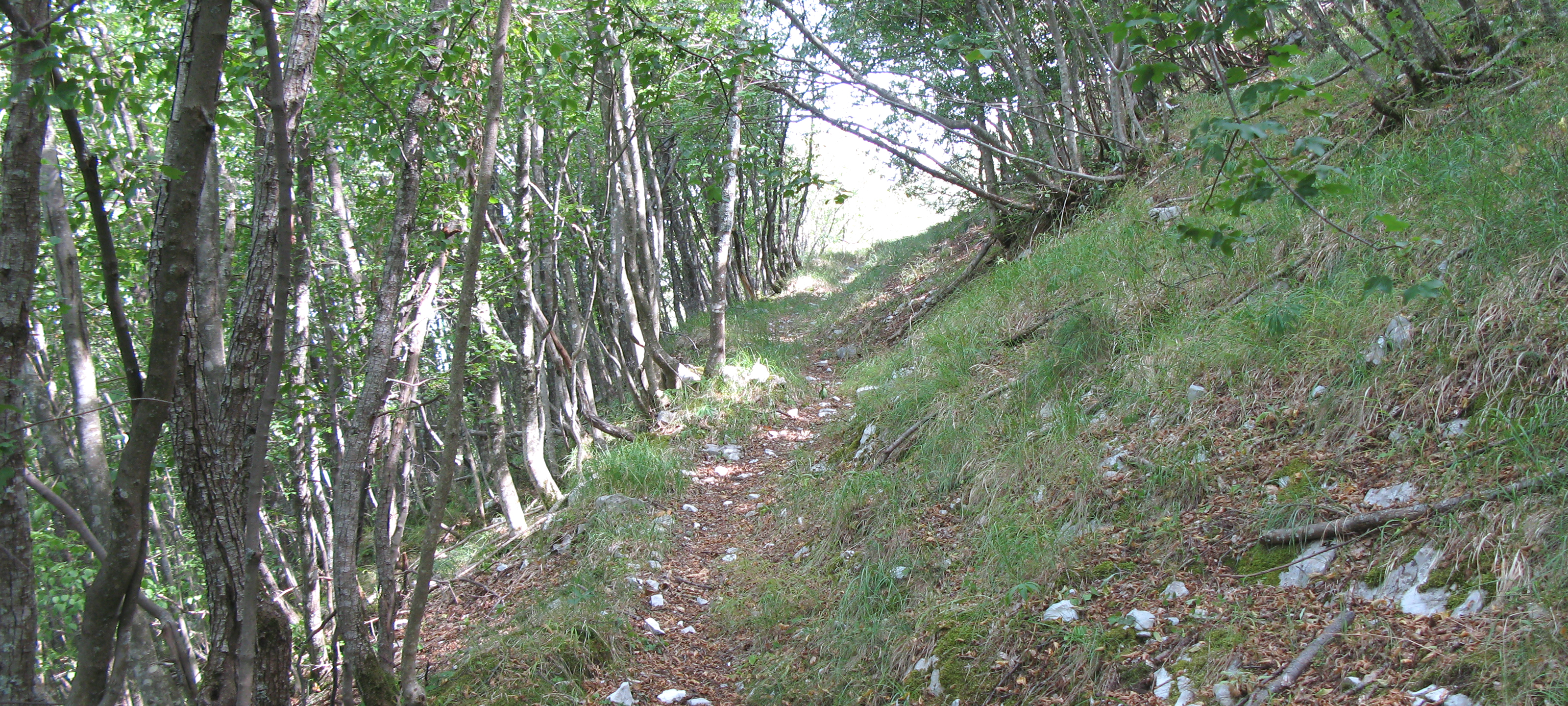 Monte Nerone Sentiero 12 - immagine 5