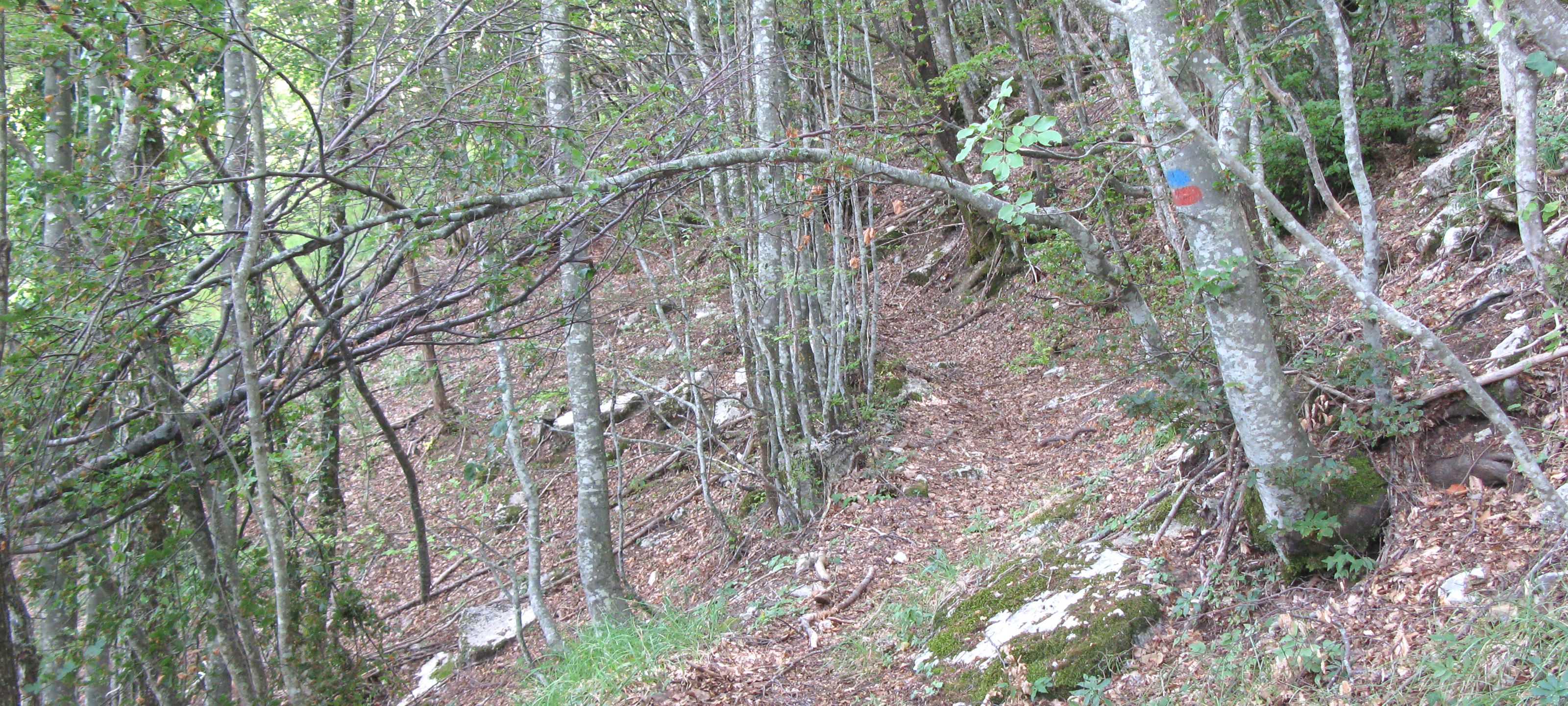 Monte Nerone Sentiero 12 - immagine 6