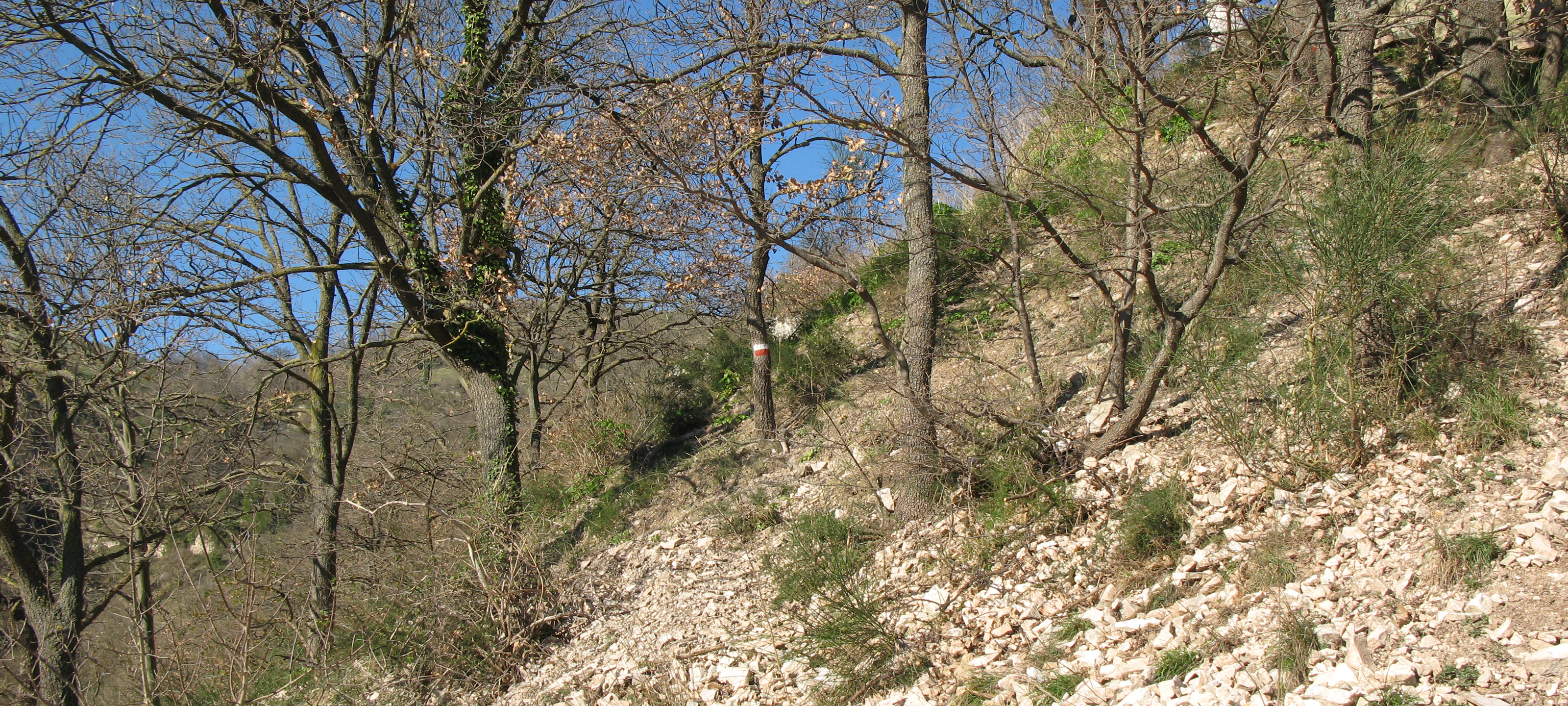 Monti delle Cesane Sentiero 129 - immagine 2