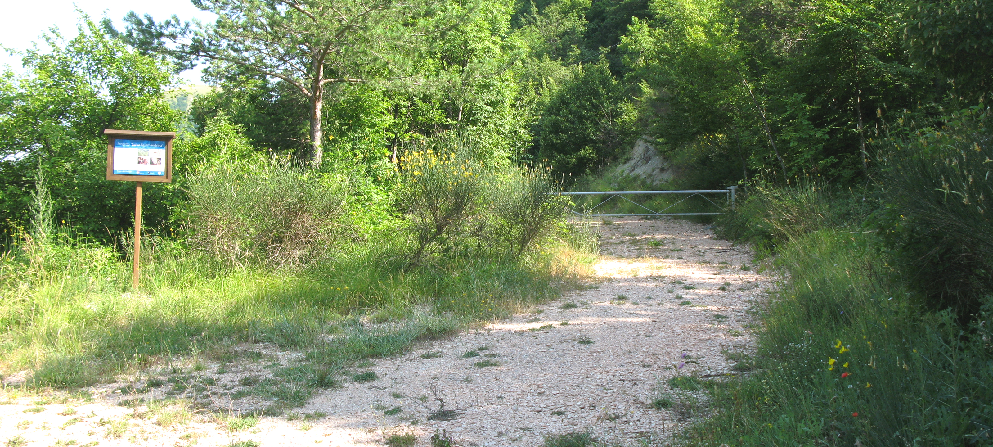 Monte Nerone Sentiero 13 - immagine 1
