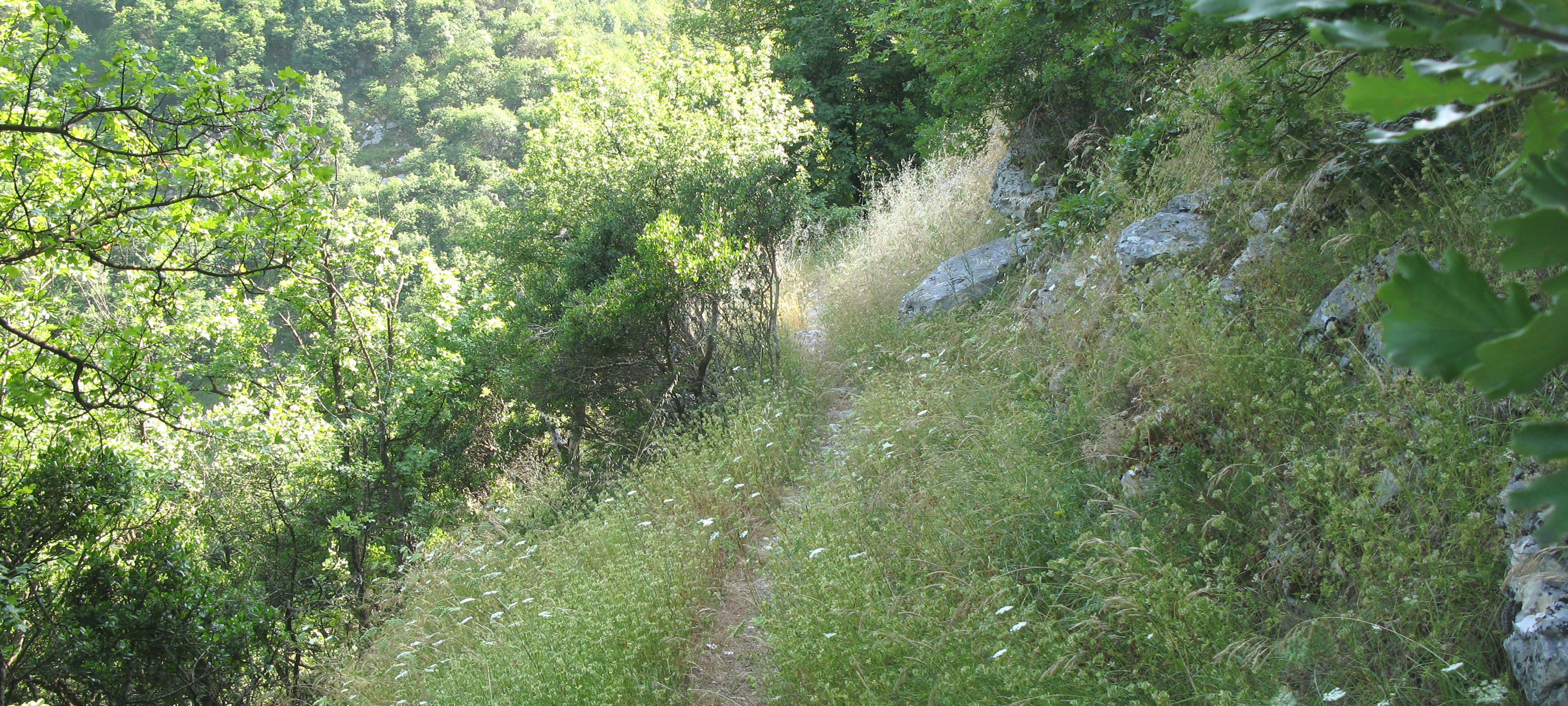 Monte Nerone Sentiero 13 - immagine 3