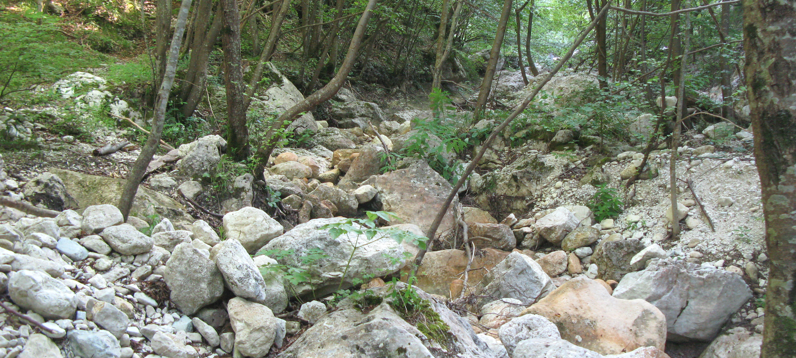 Monte Nerone Sentiero 13 - immagine 6
