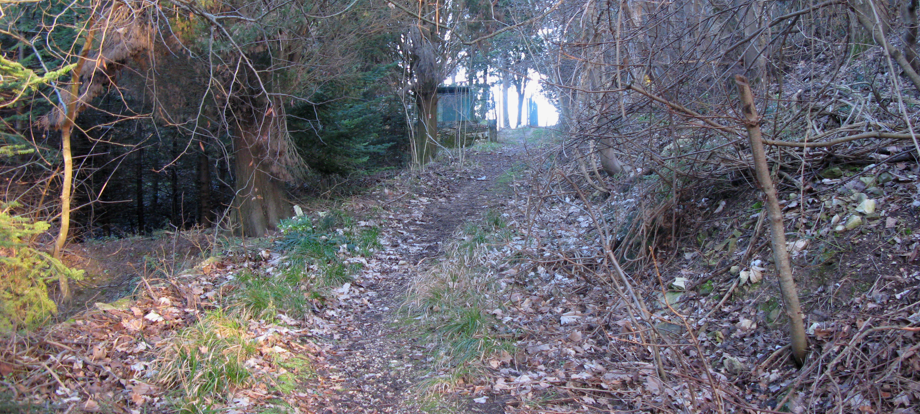 Monti delle Cesane Sentiero 142 - immagine 7 (Campo d'Asino)