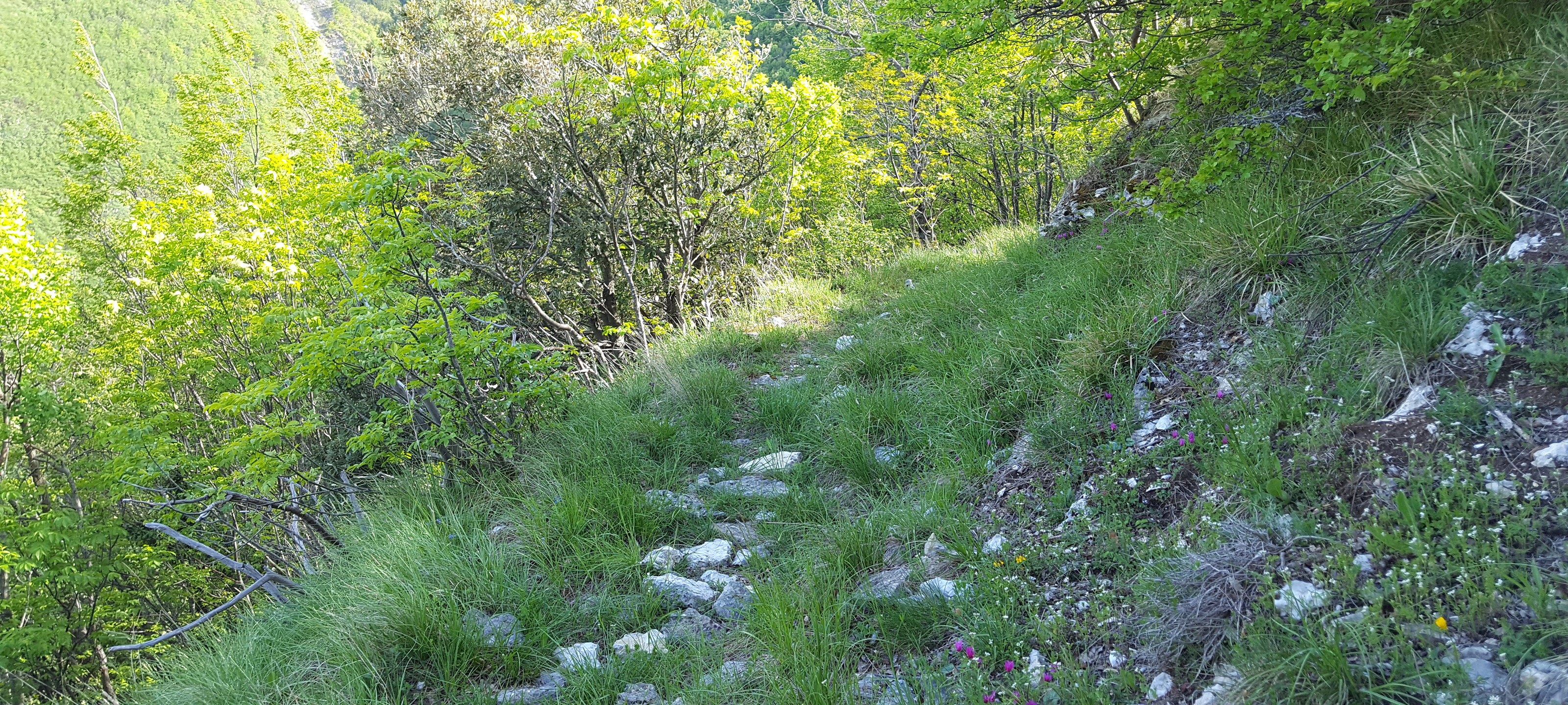 Monte Nerone Sentiero 15 - immagine 1