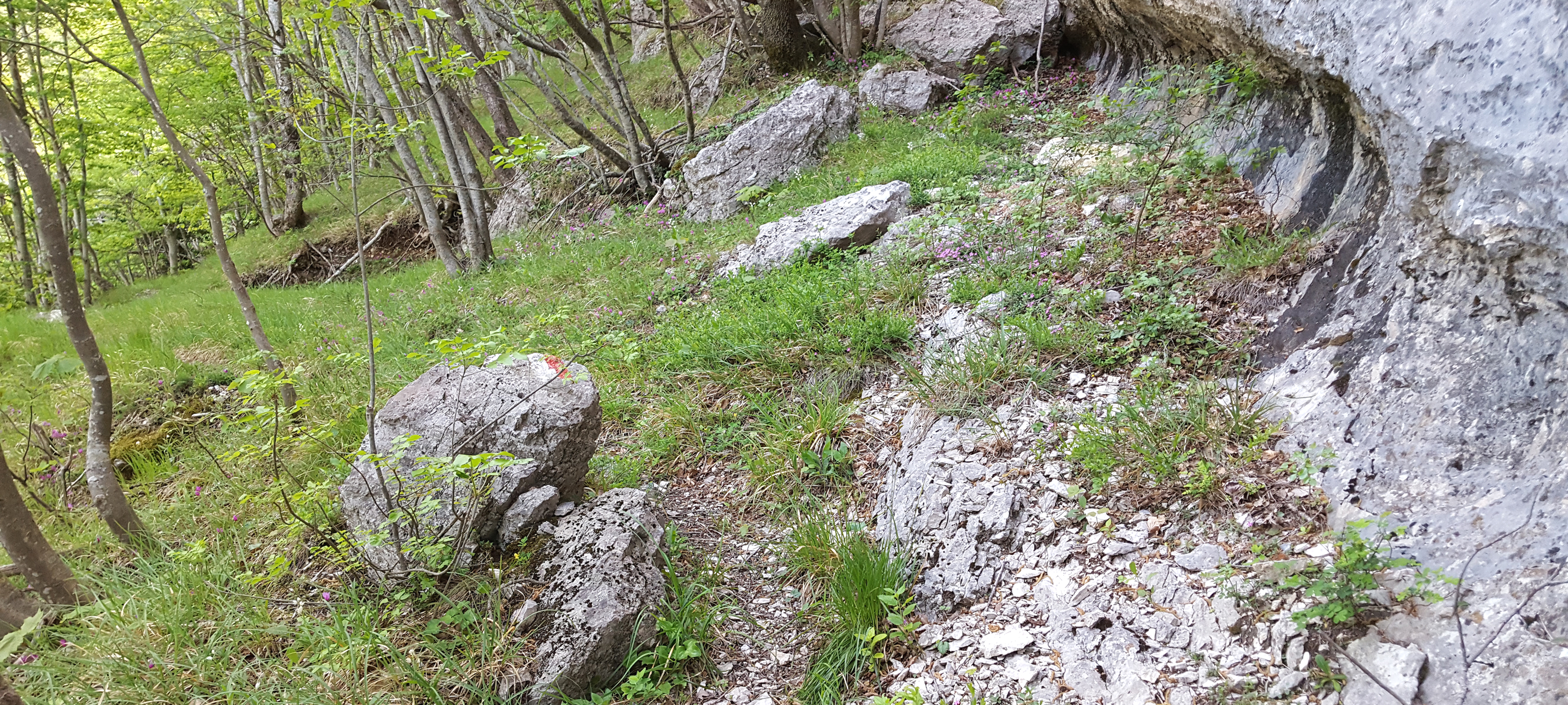 Monte Nerone Sentiero 15 - immagine 2