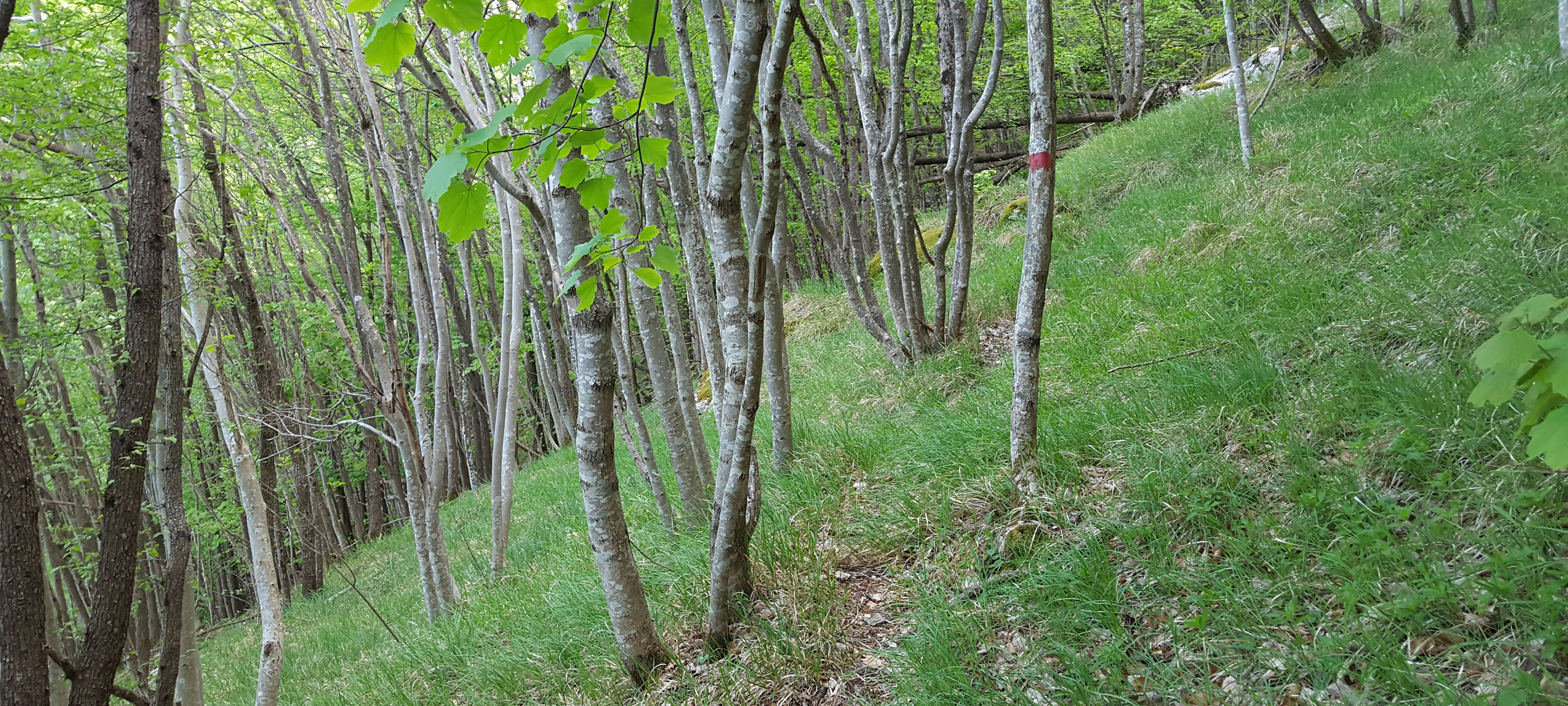 Monte Nerone Sentiero 15 - immagine 3