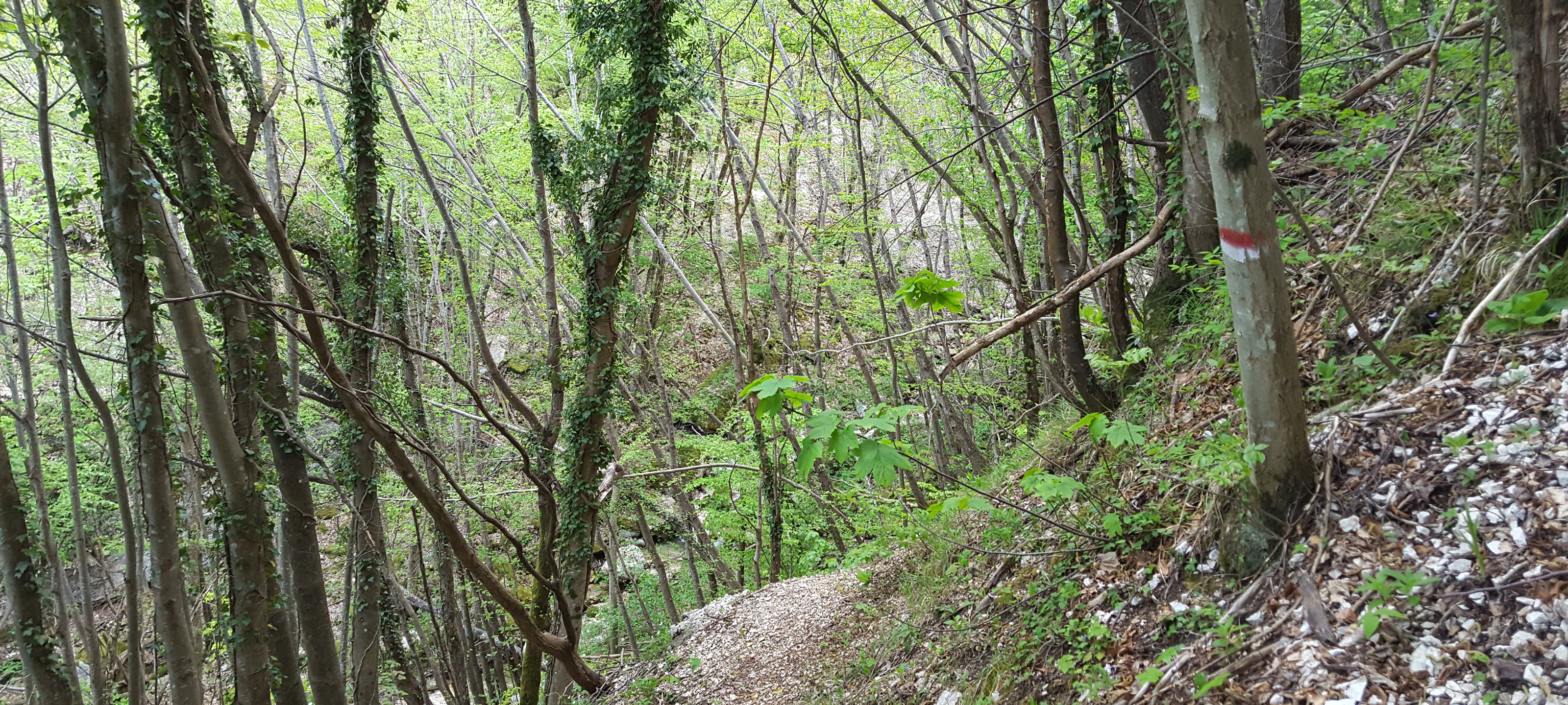 Monte Nerone Sentiero 15 - immagine 4