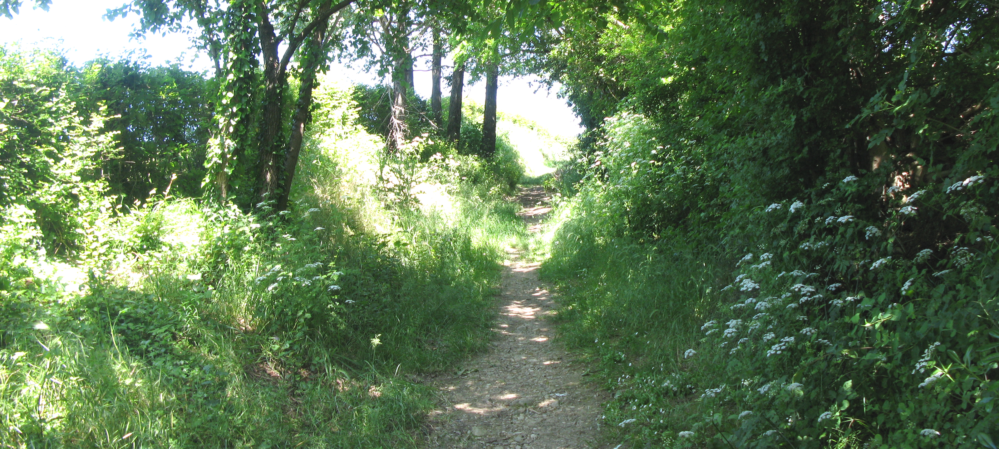 Parco Monte San Bartolo Sentiero 151 - immagine 4