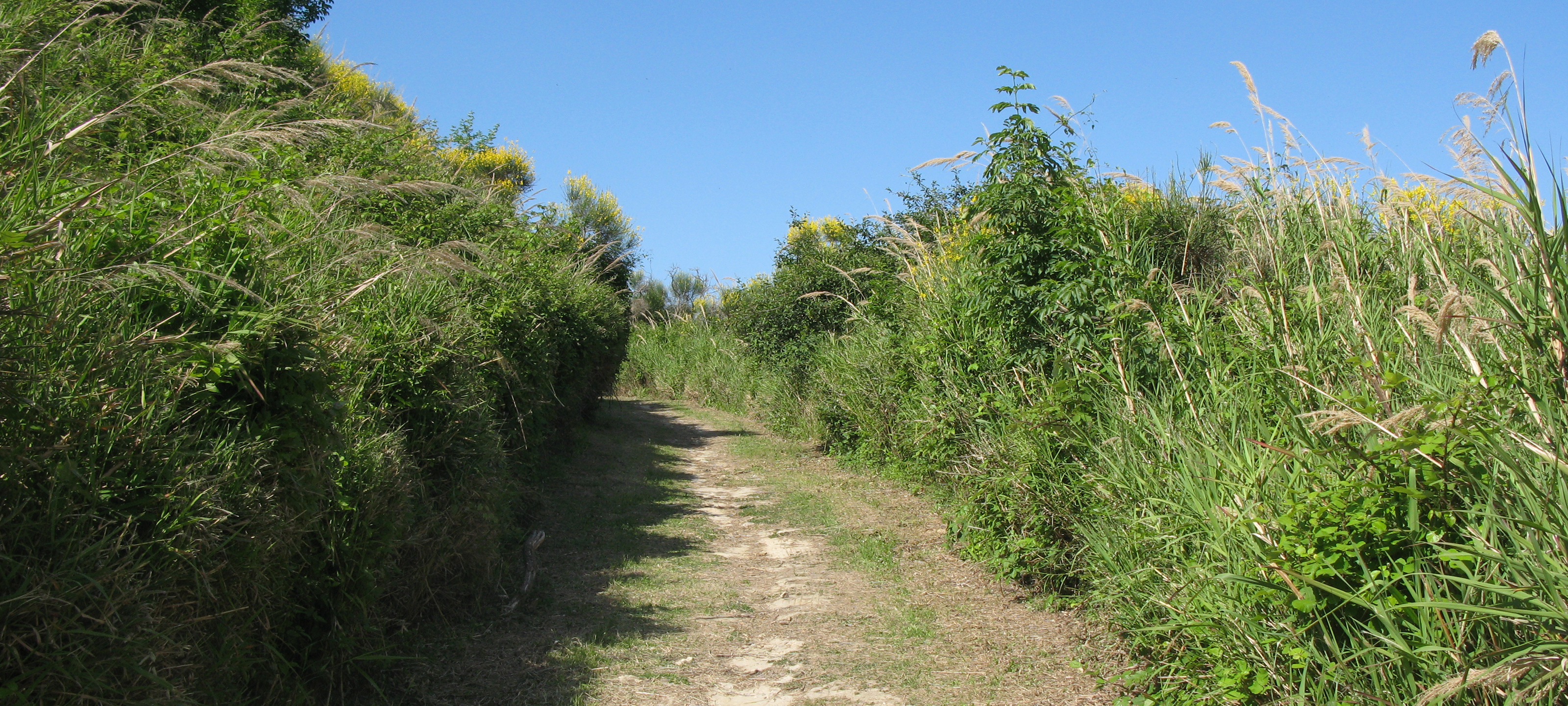 Parco Monte San Bartolo Sentiero 151 - immagine 11