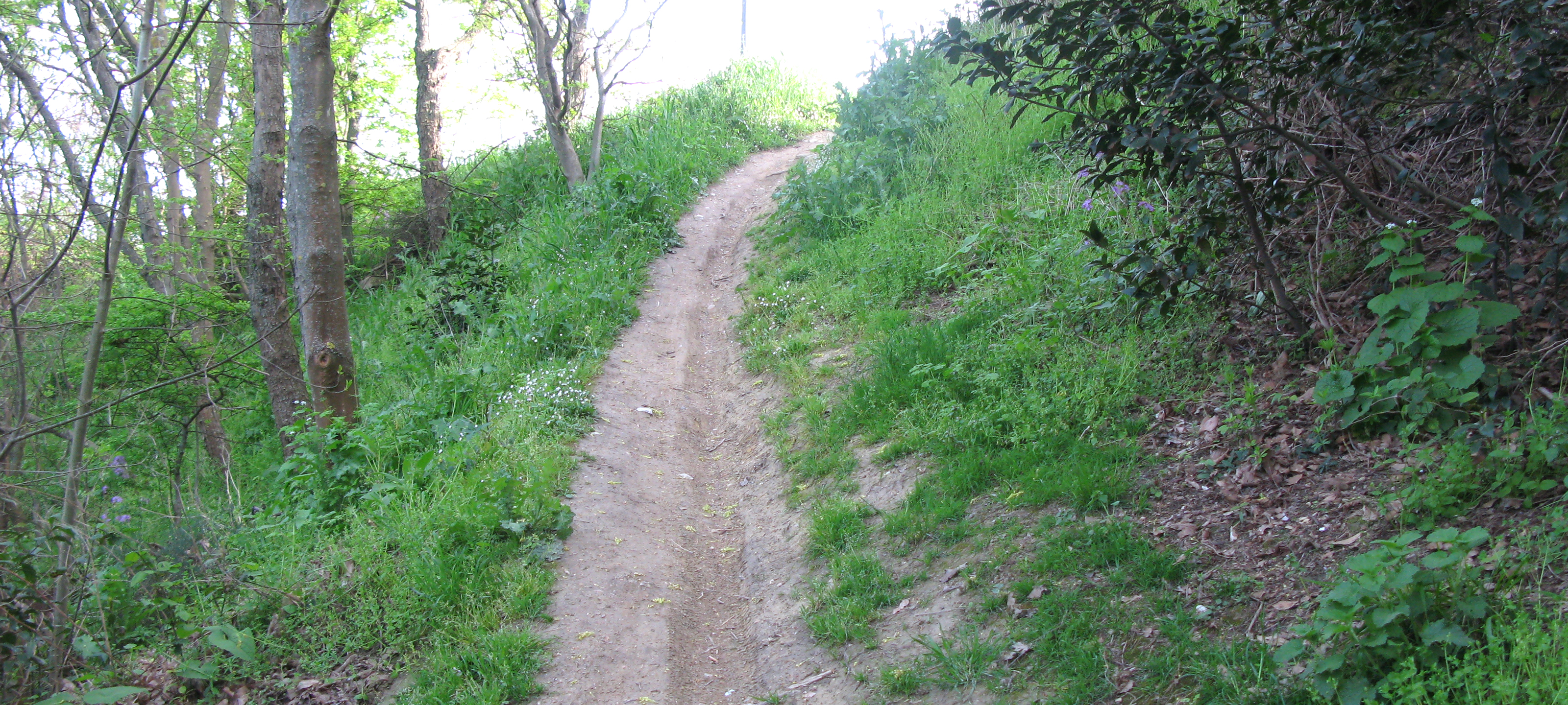 Parco Monte San Bartolo Sentiero 154 - immagine 8