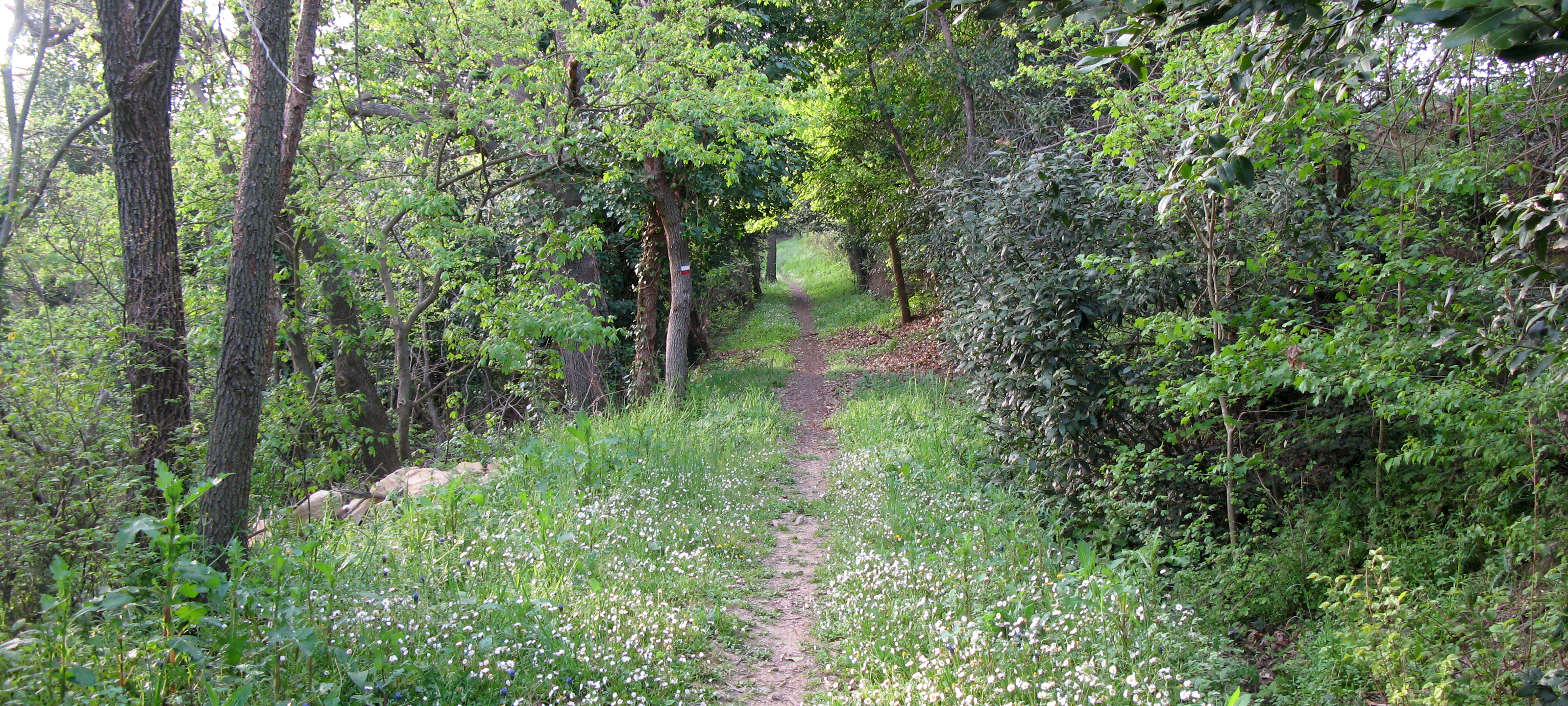 Parco Monte San Bartolo Sentiero 154 - immagine 11