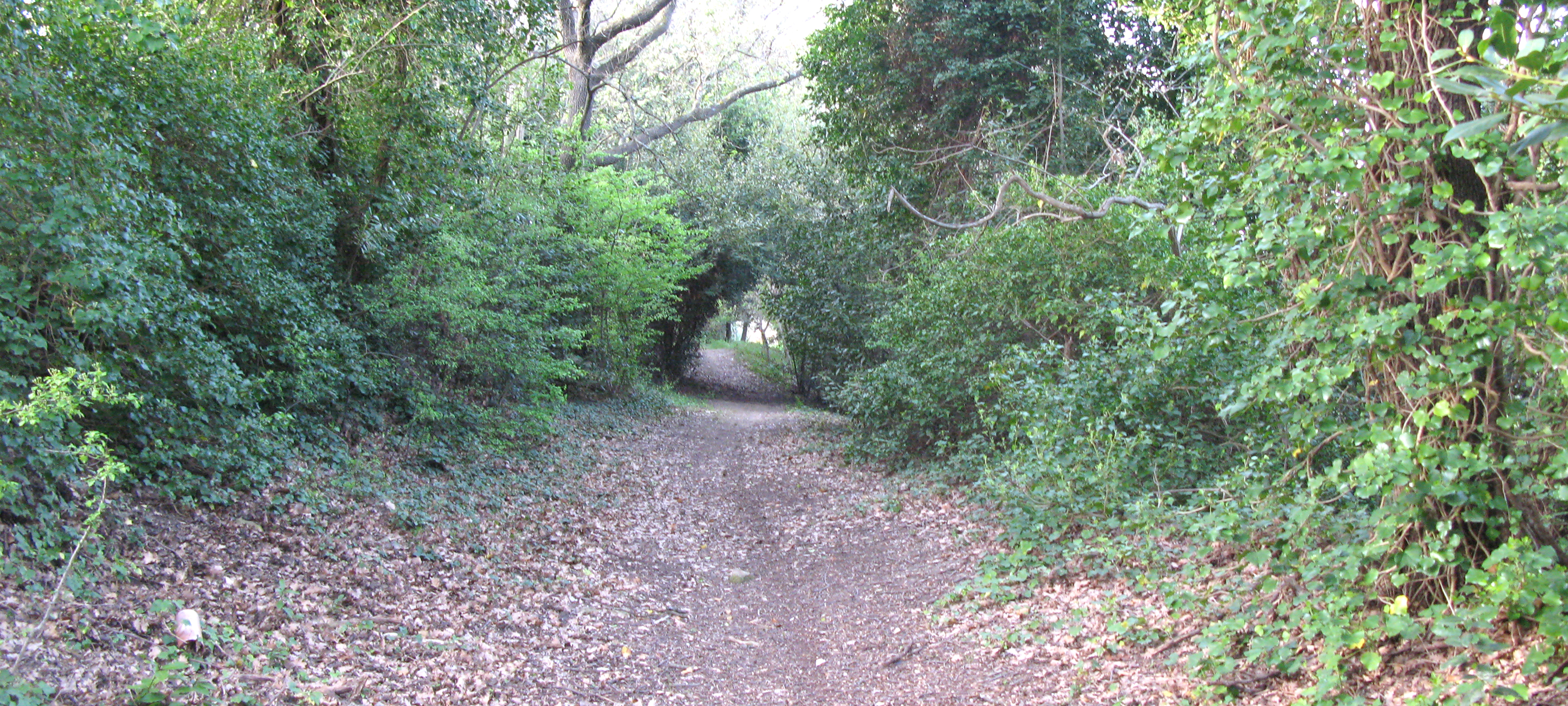 Parco Monte San Bartolo Sentiero 154 - immagine 12