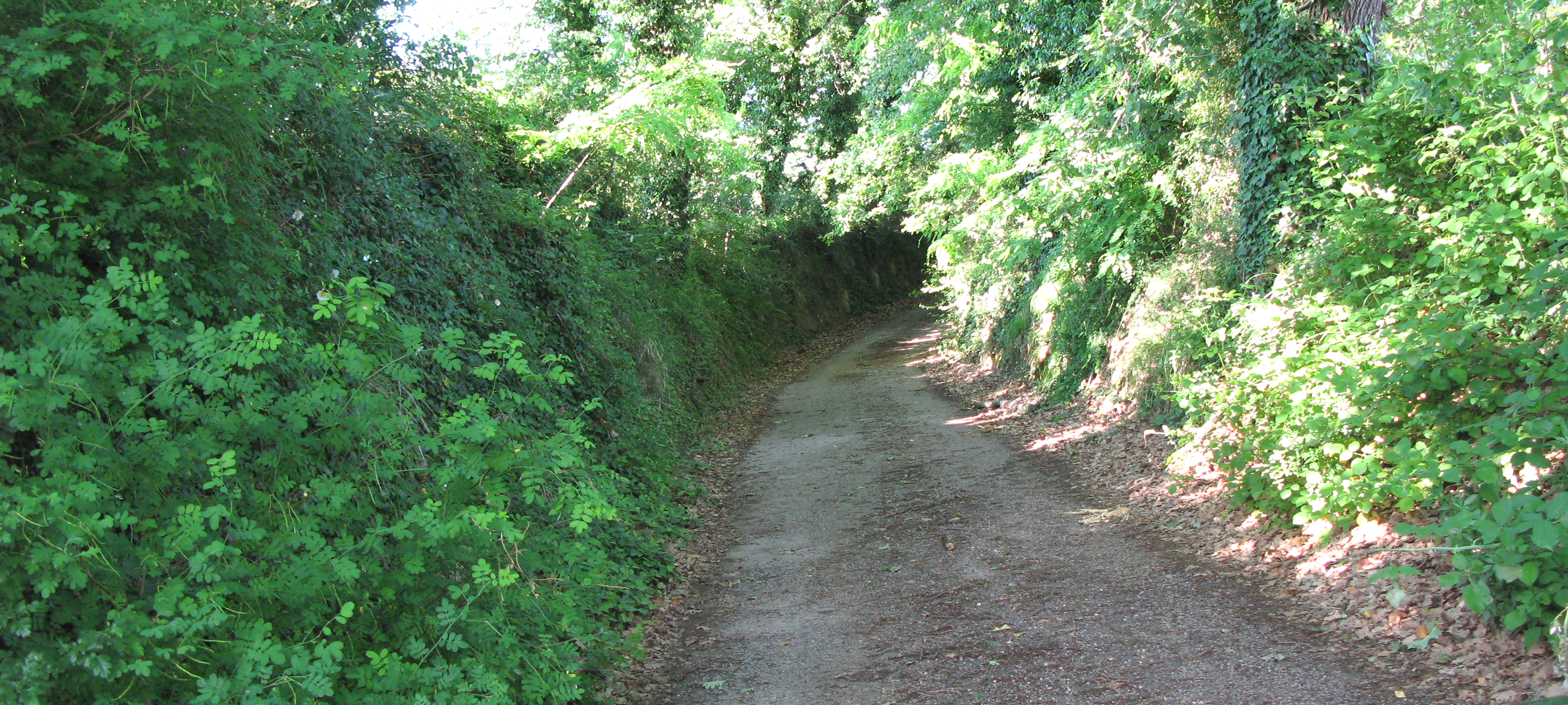 Parco Monte San Bartolo Sentiero 156 - immagine 2