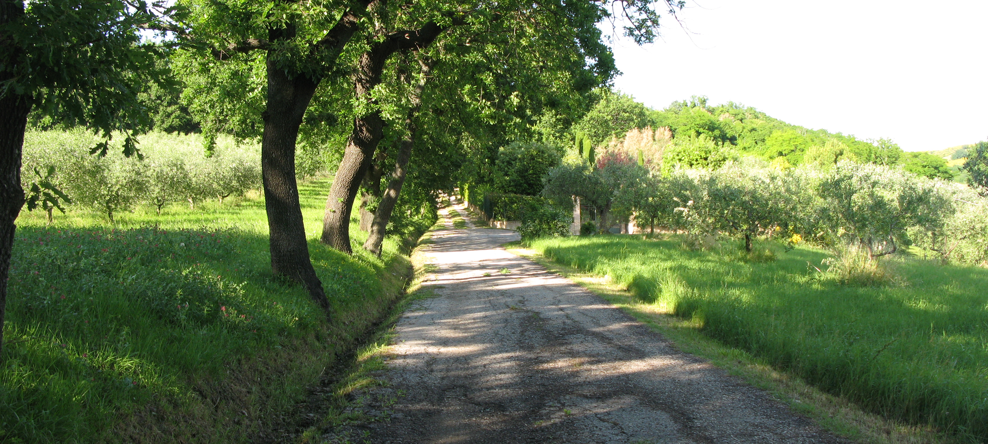 Parco Monte San Bartolo Sentiero 156 - immagine 3