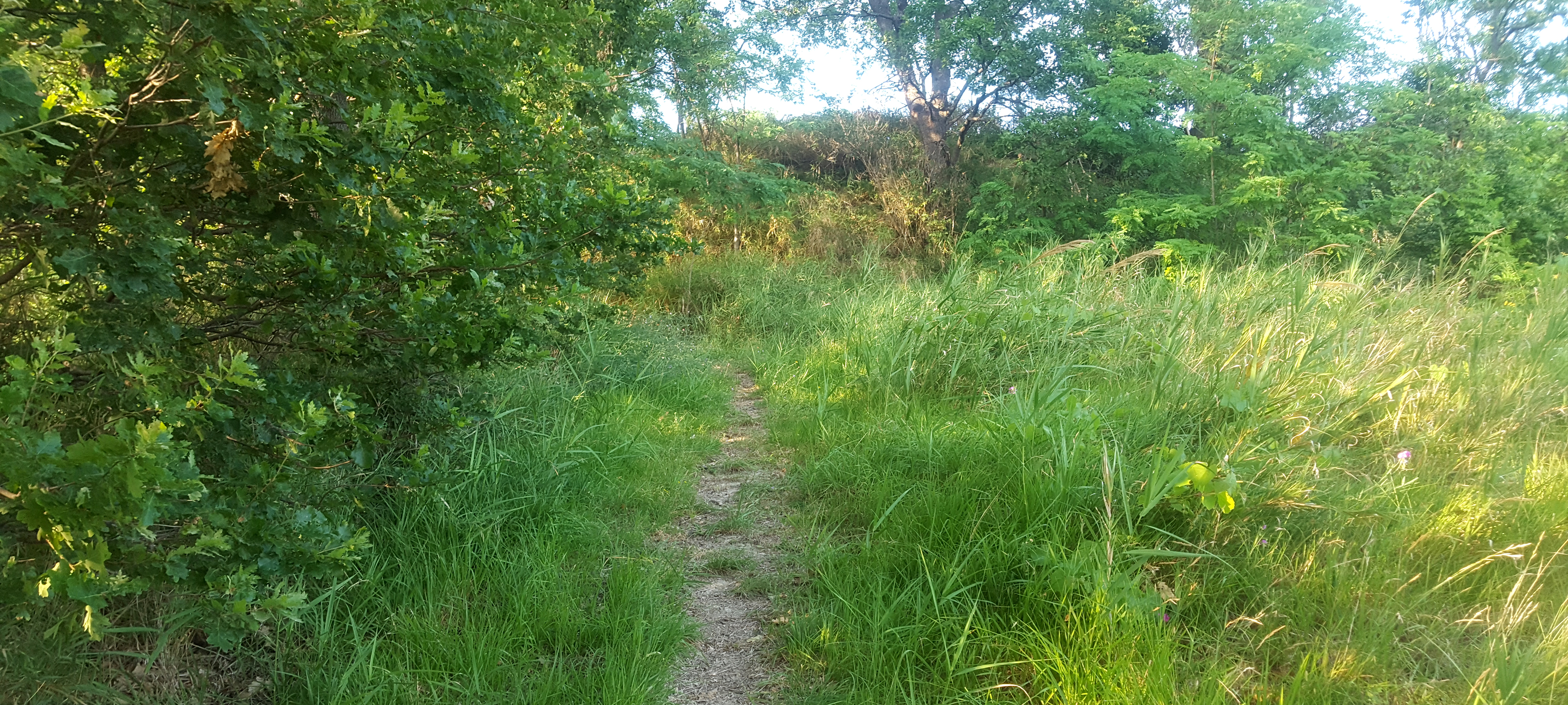 Parco Monte San Bartolo Sentiero 156 - immagine 10