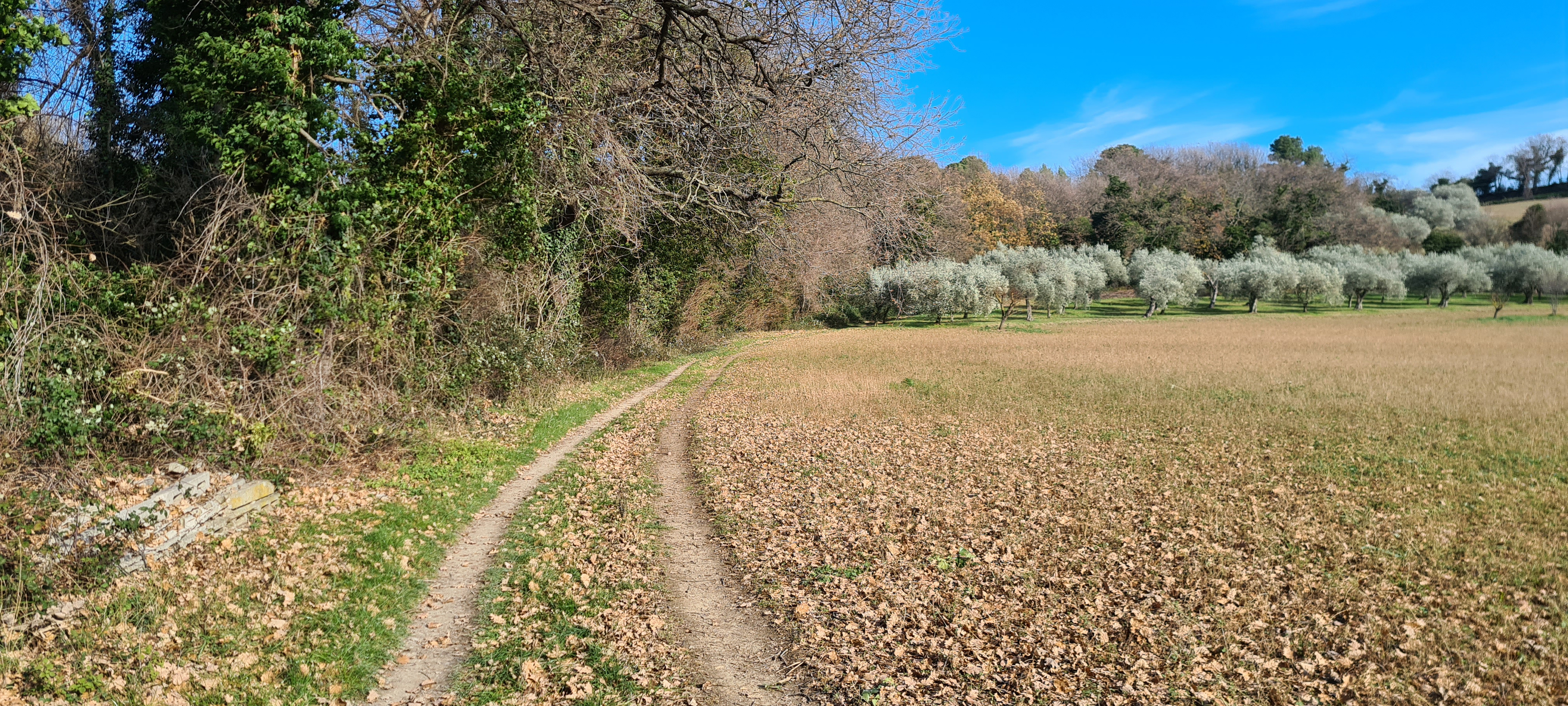 Parco Monte San Bartolo Sentiero 156a - immagine 3