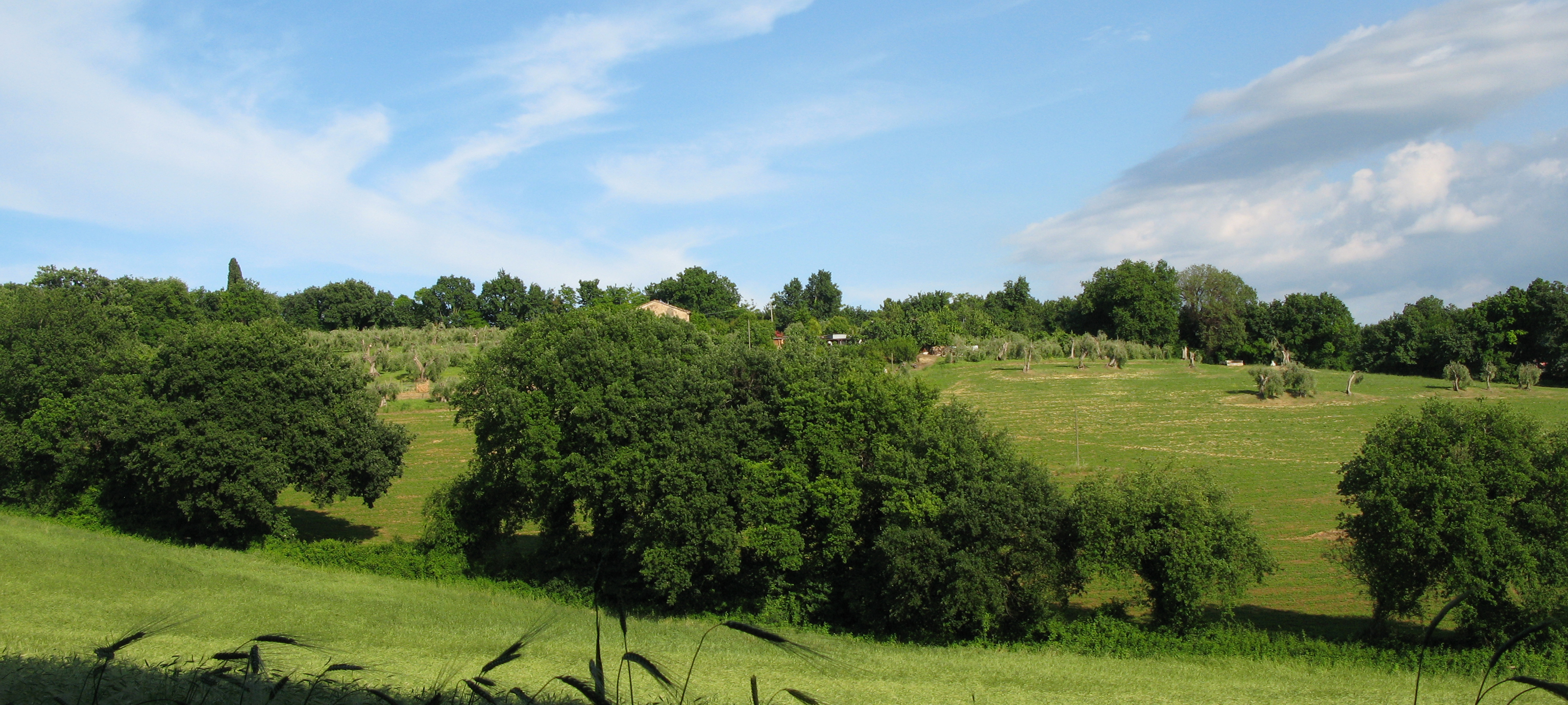 Parco Monte San Bartolo Sentiero 156b - immagine 3