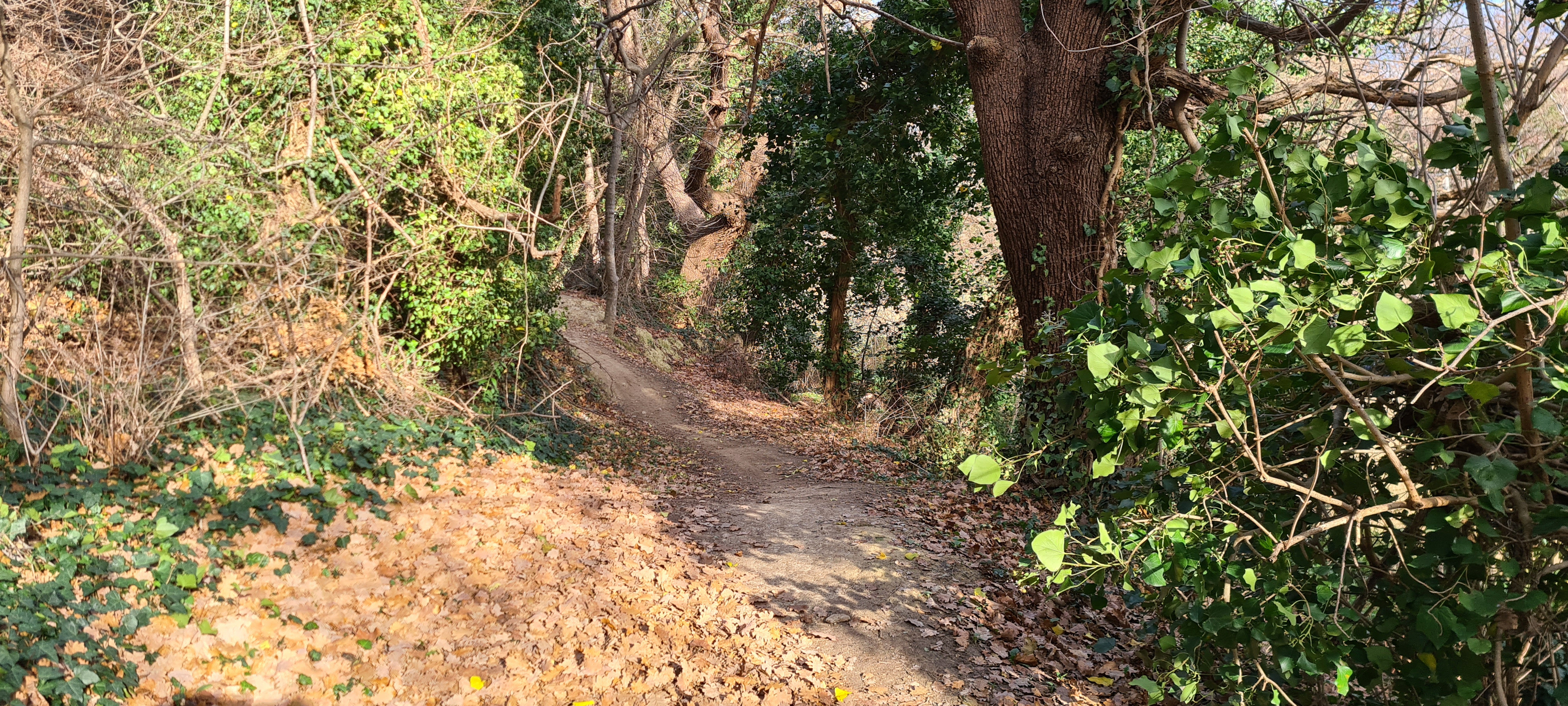 Parco Monte San Bartolo Sentiero 157 - immagine 3