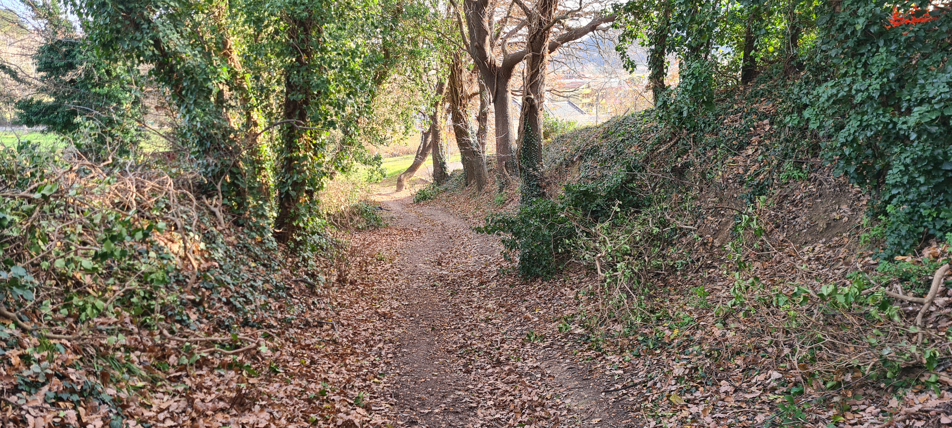Parco Monte San Bartolo Sentiero 157 - immagine 6