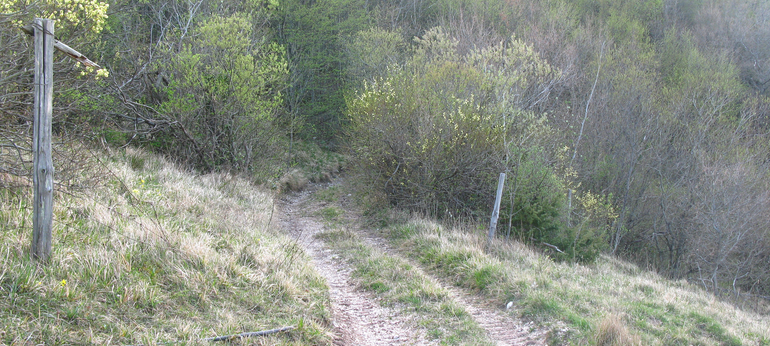 Monte Nerone Sentiero 16 - immagine 8
