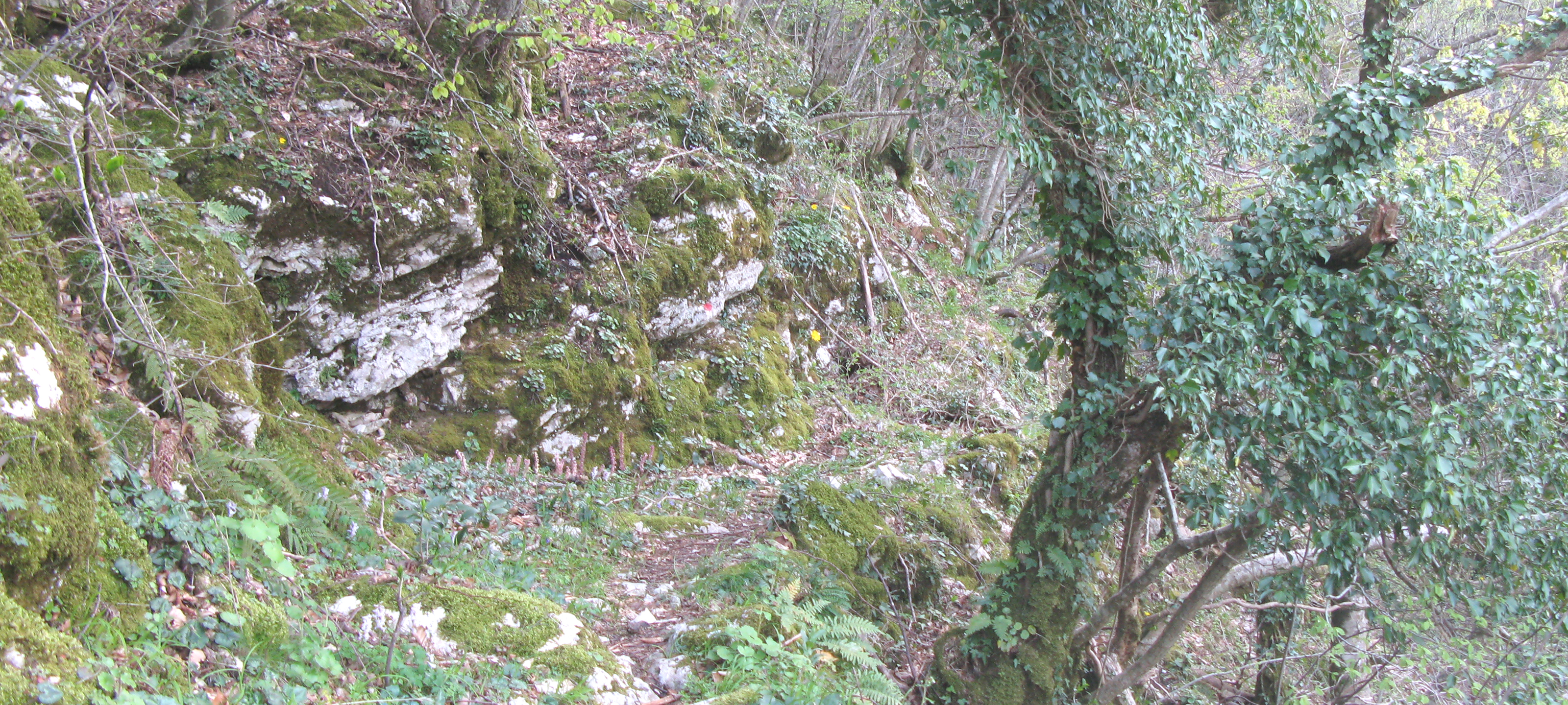Monte Nerone Sentiero 16 - immagine 9