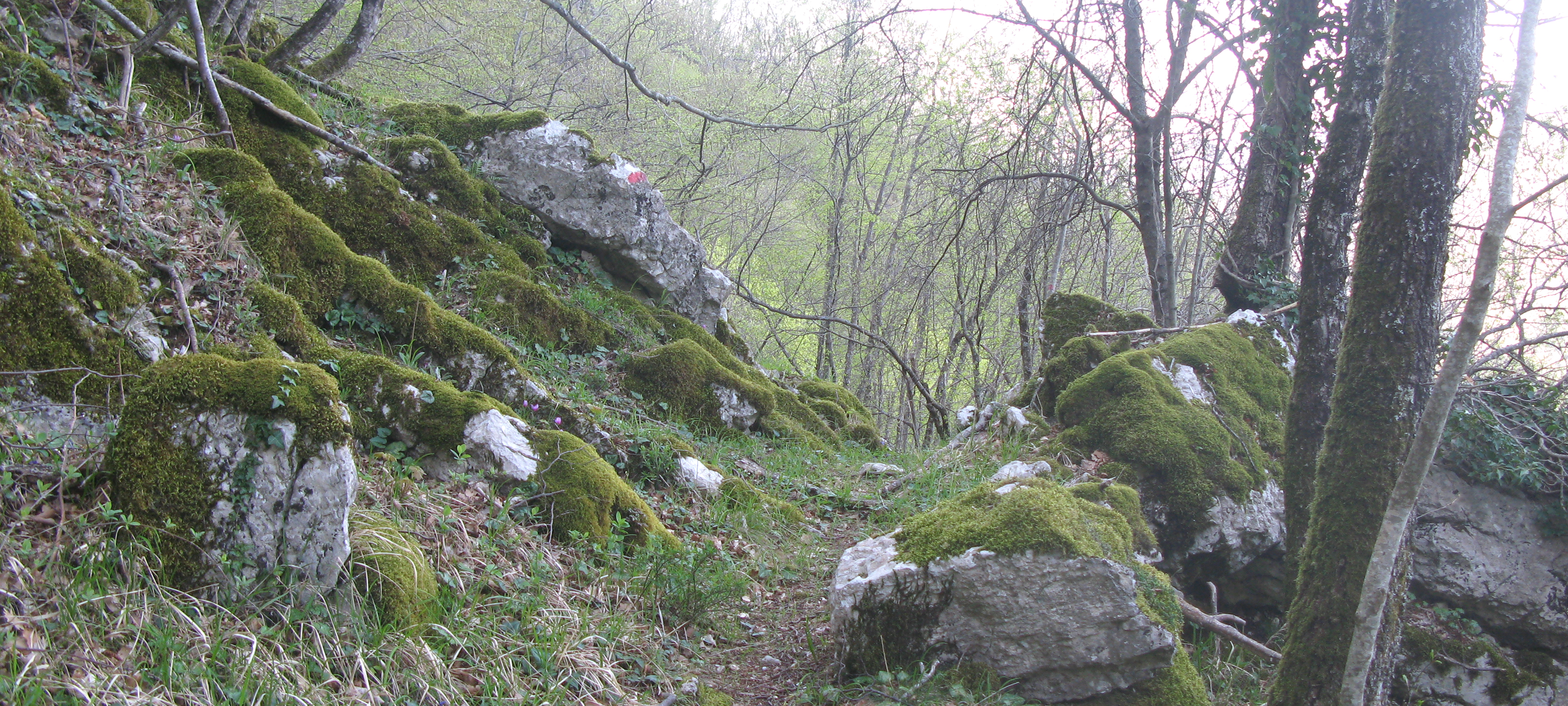Monte Nerone Sentiero 16 - immagine 11