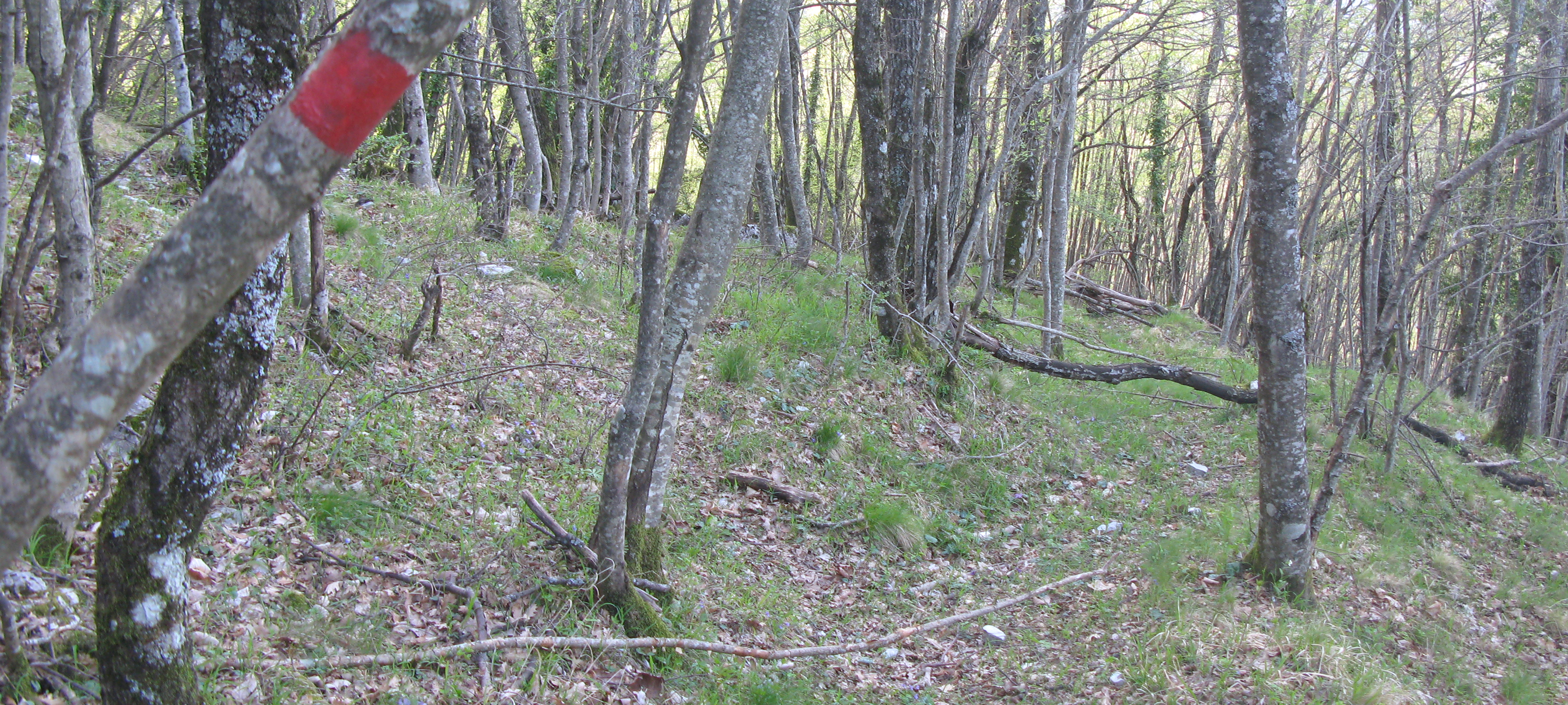 Monte Nerone Sentiero 16 - immagine 12