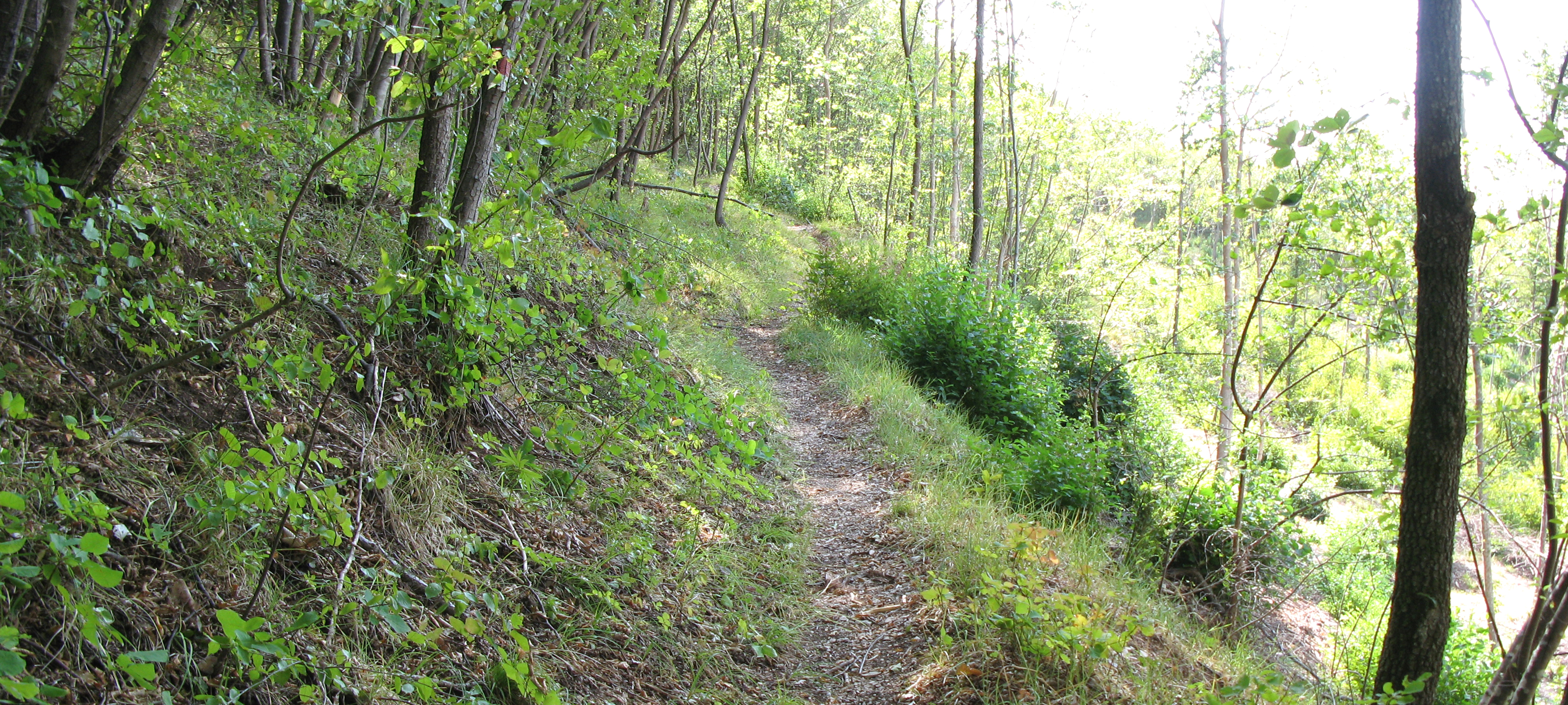Monte Nerone Sentiero 2 - immagine 2