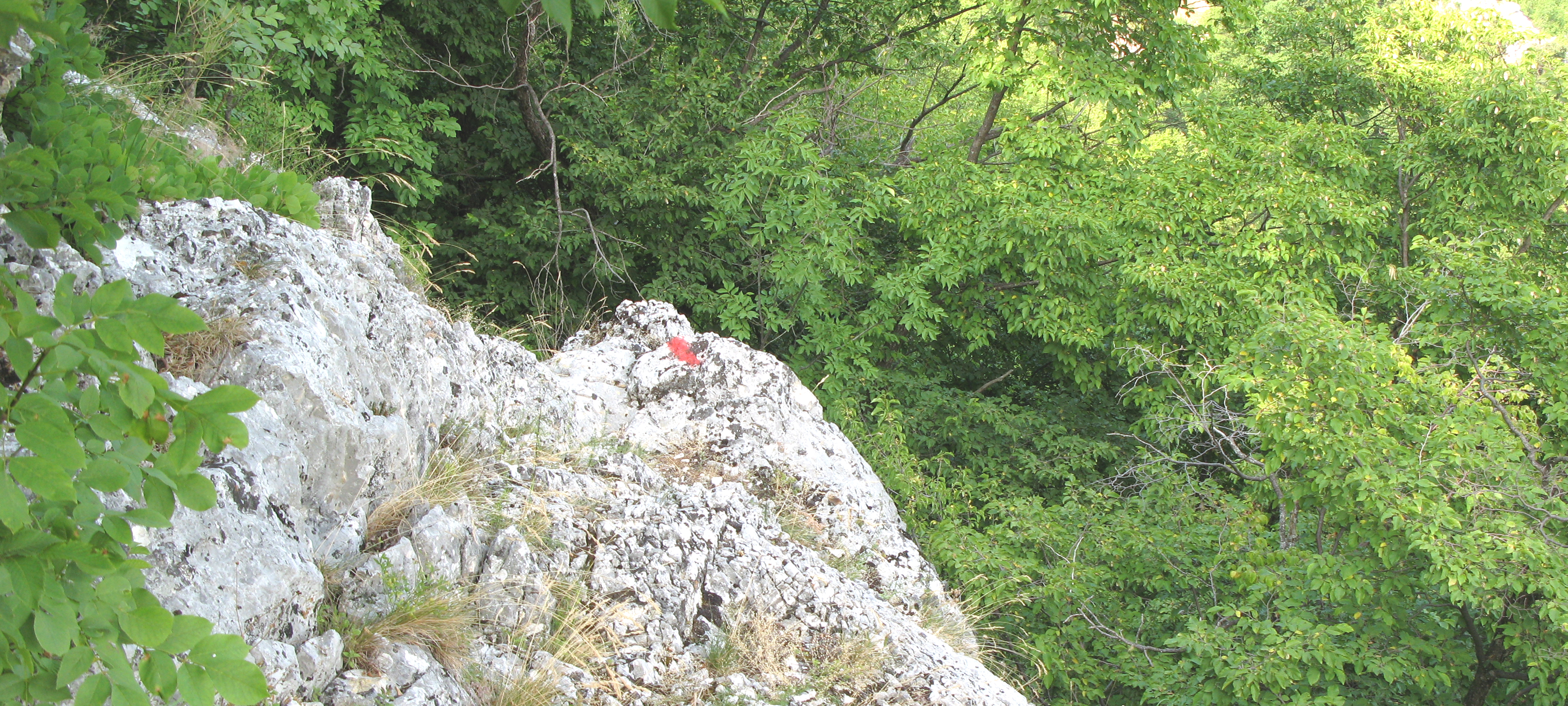 Monte Nerone Sentiero 21 - immagine 3