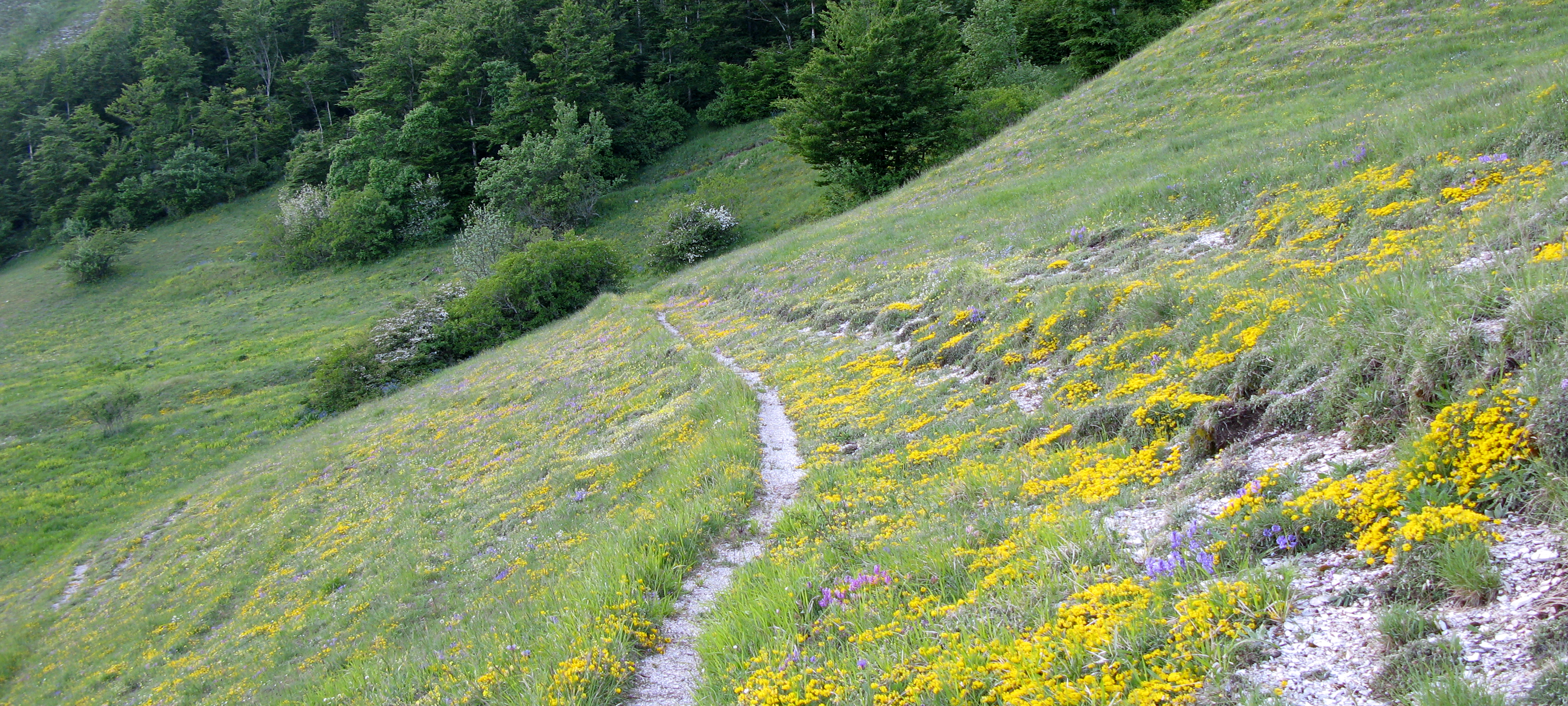 Monte Nerone Sentiero 27 - immagine 2