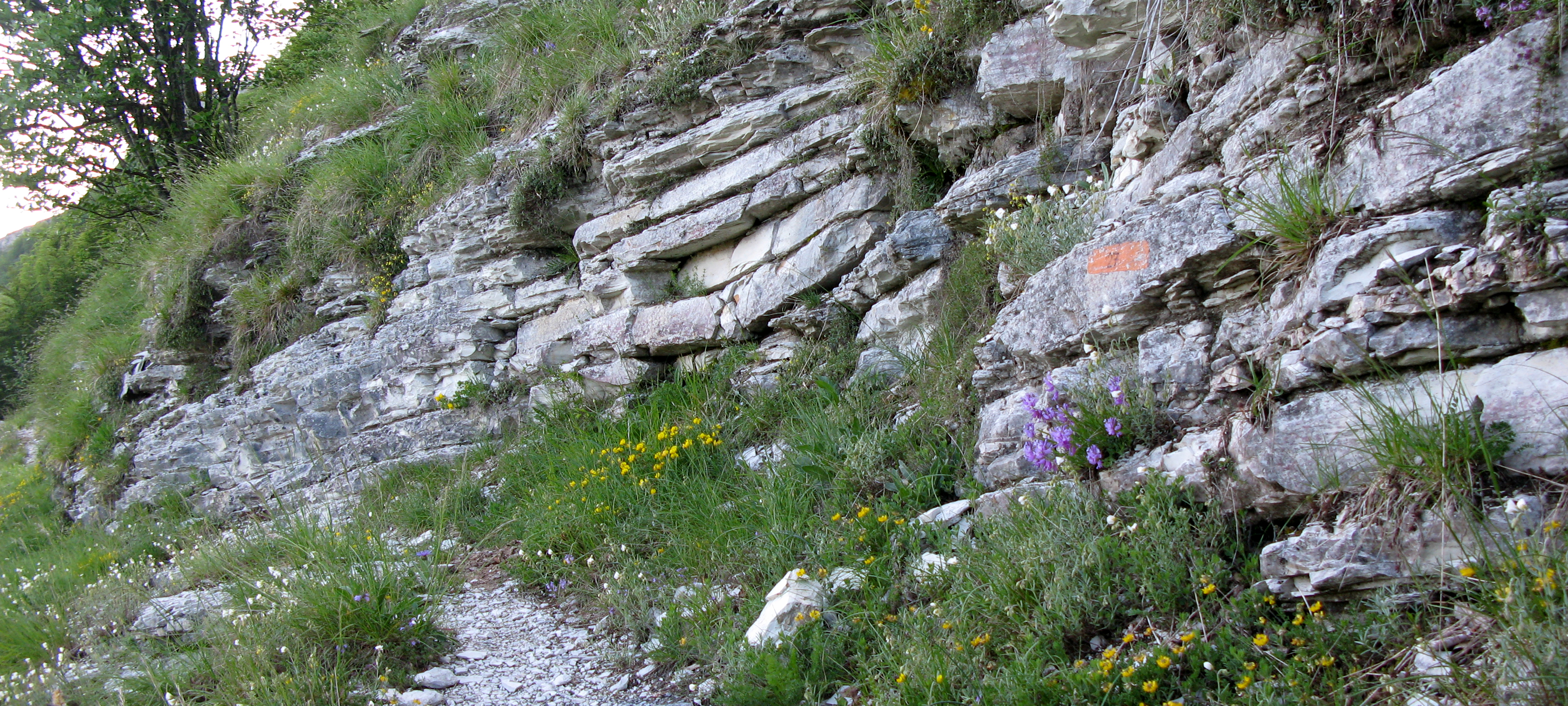 Monte Nerone Sentiero 27 - immagine 3