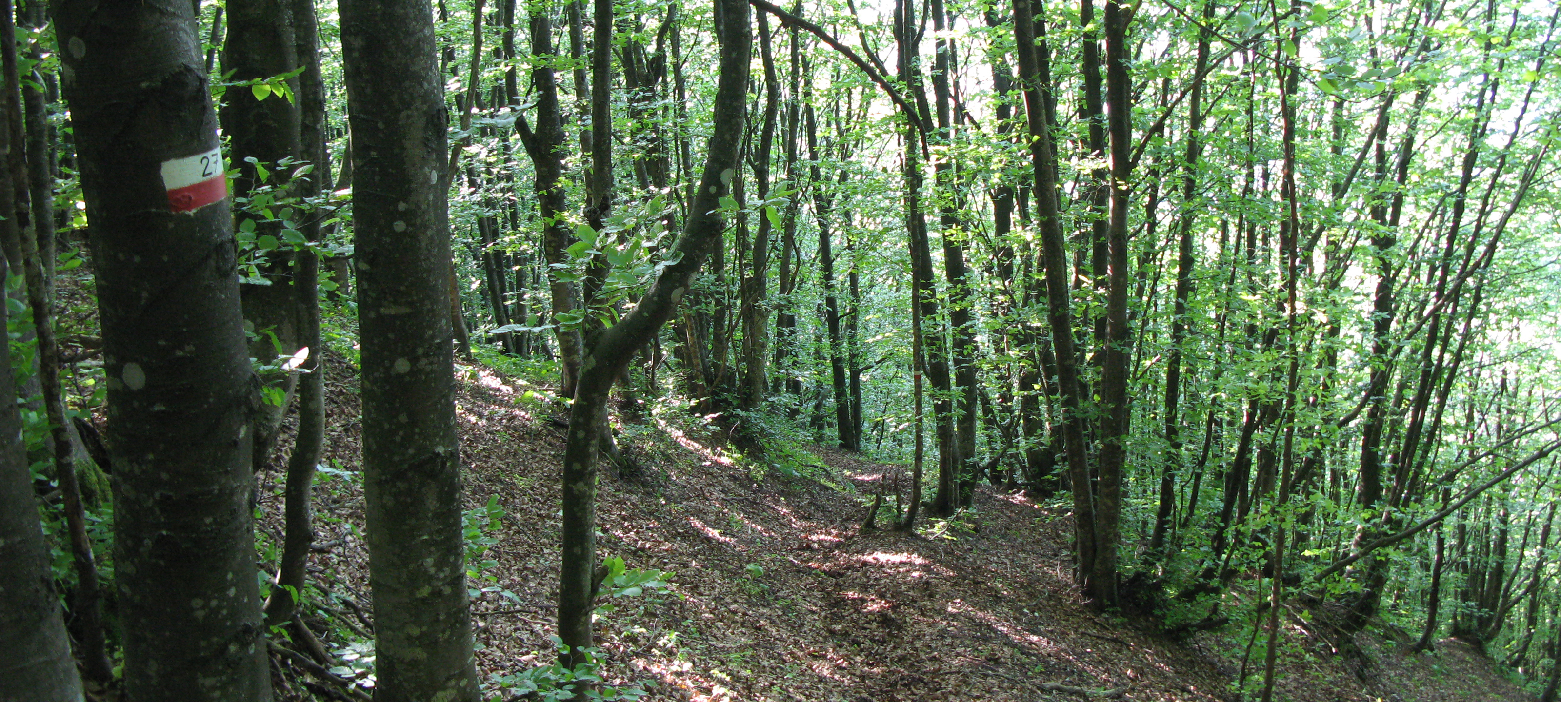 Monte Nerone Sentiero 27 - immagine 8