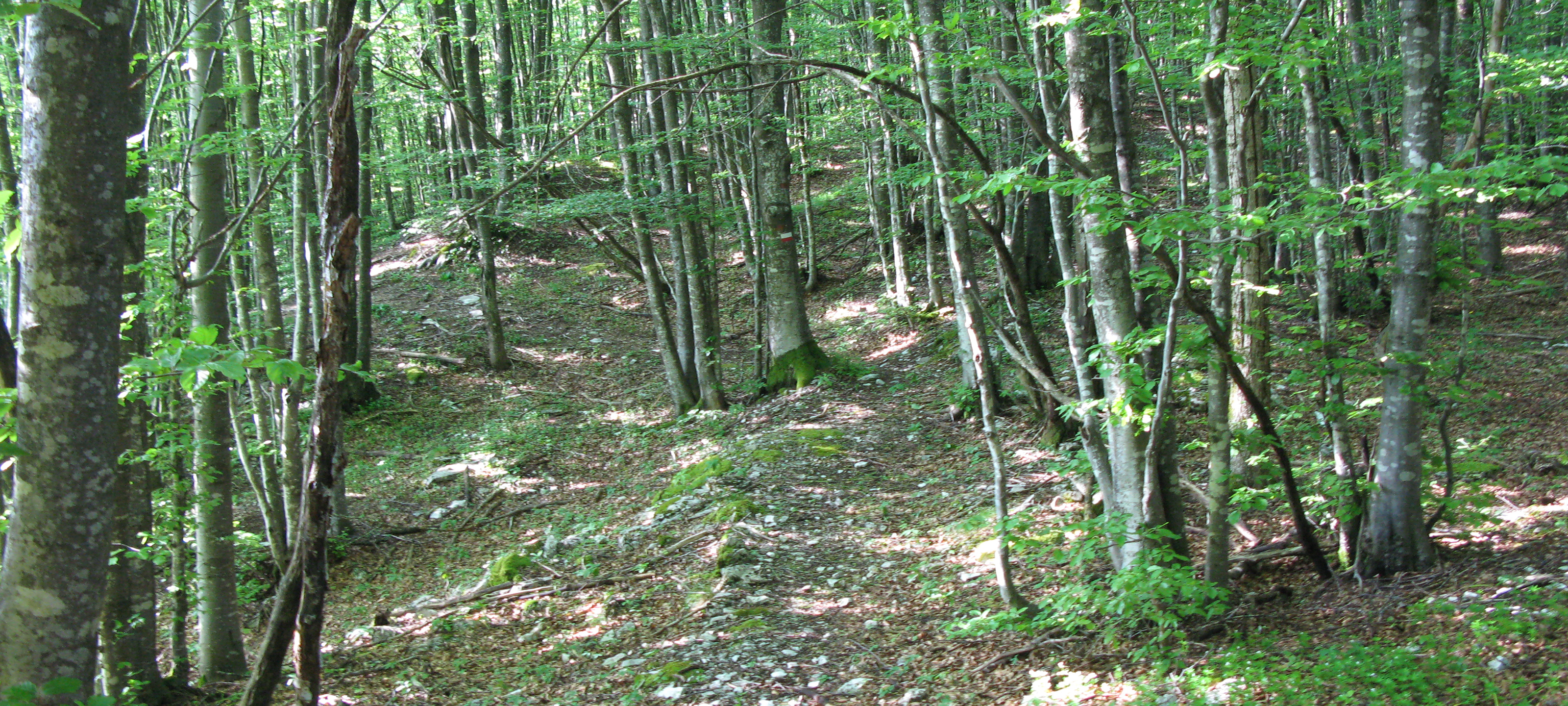 Monte Nerone Sentiero 27 - immagine 9