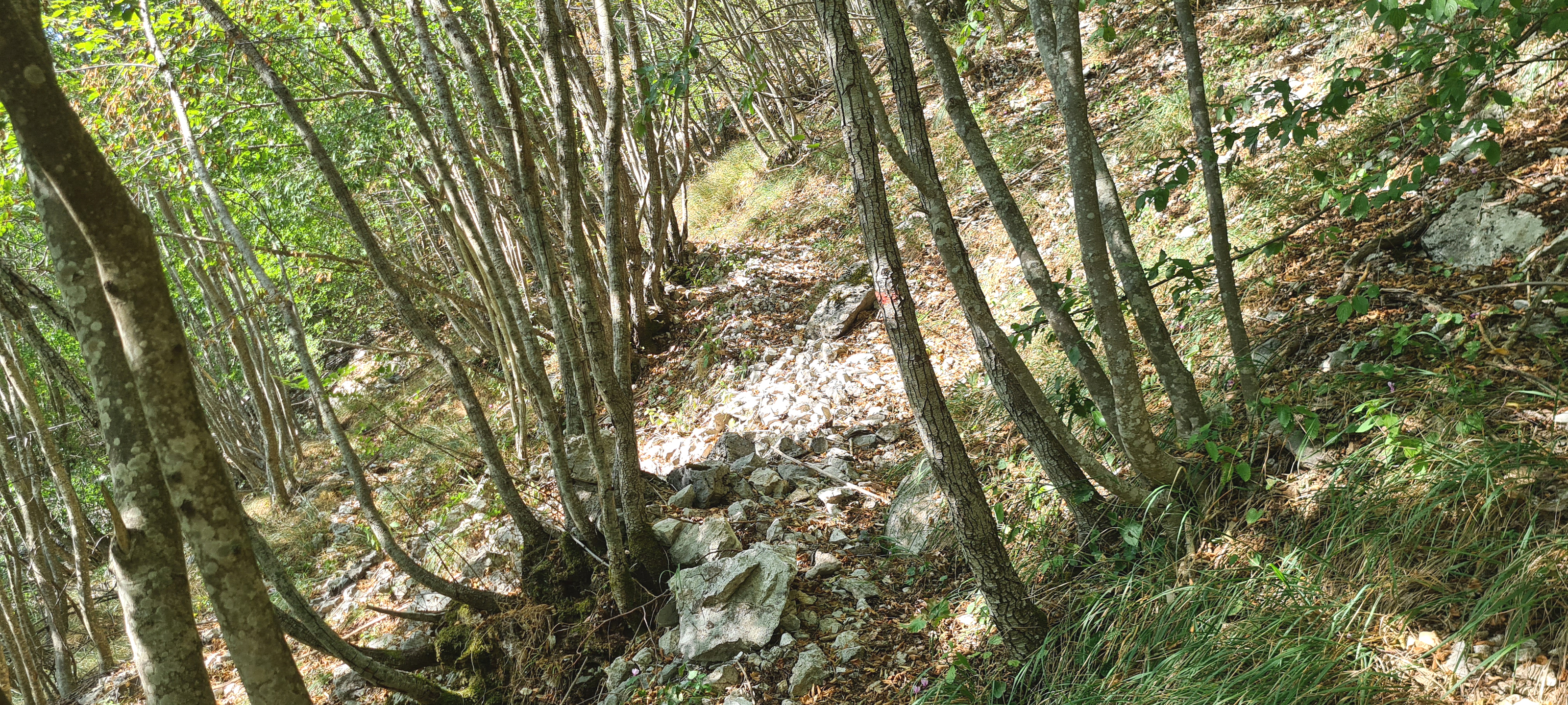 Monte Catria Sentiero 29 - immagine 13