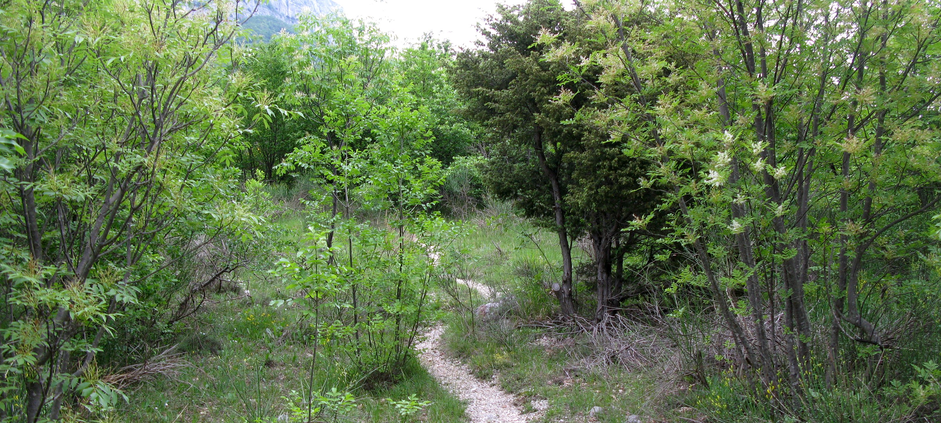 Monte Catria Sentiero 299 - immagine 2