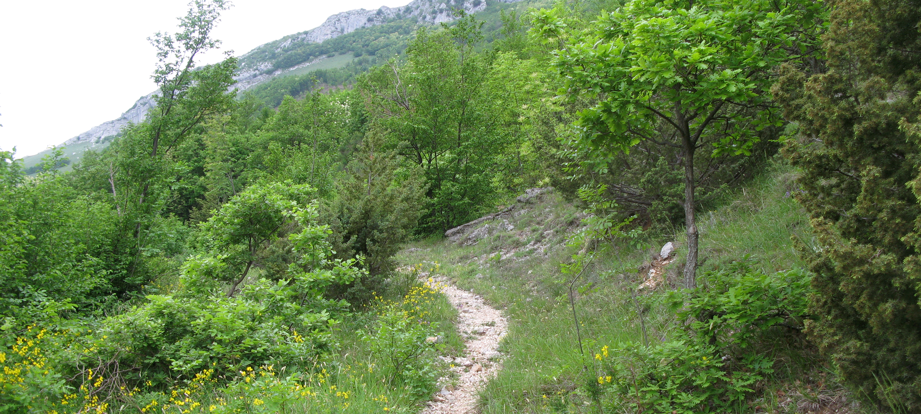 Monte Catria Sentiero 299 - immagine 4