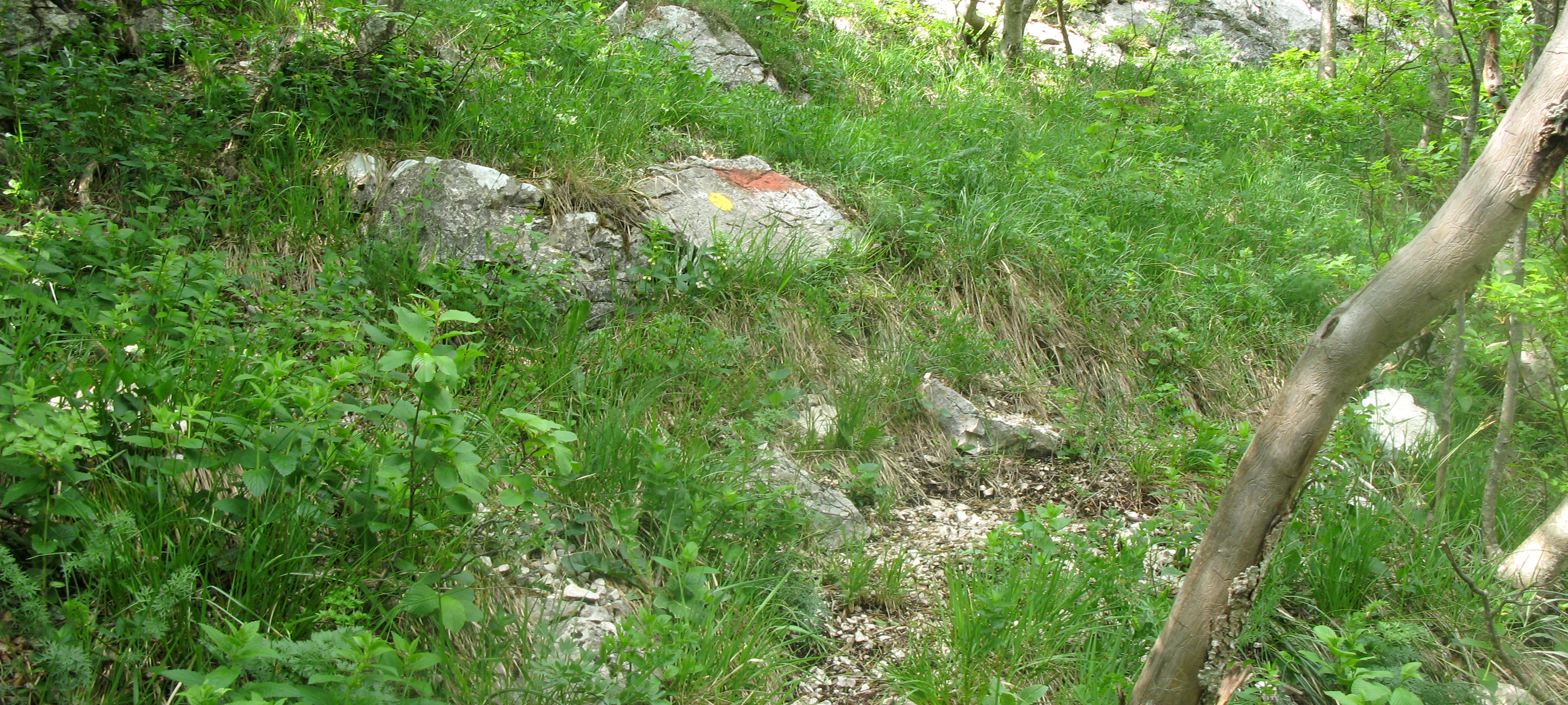 Monte Catria Sentiero 299 - immagine 12