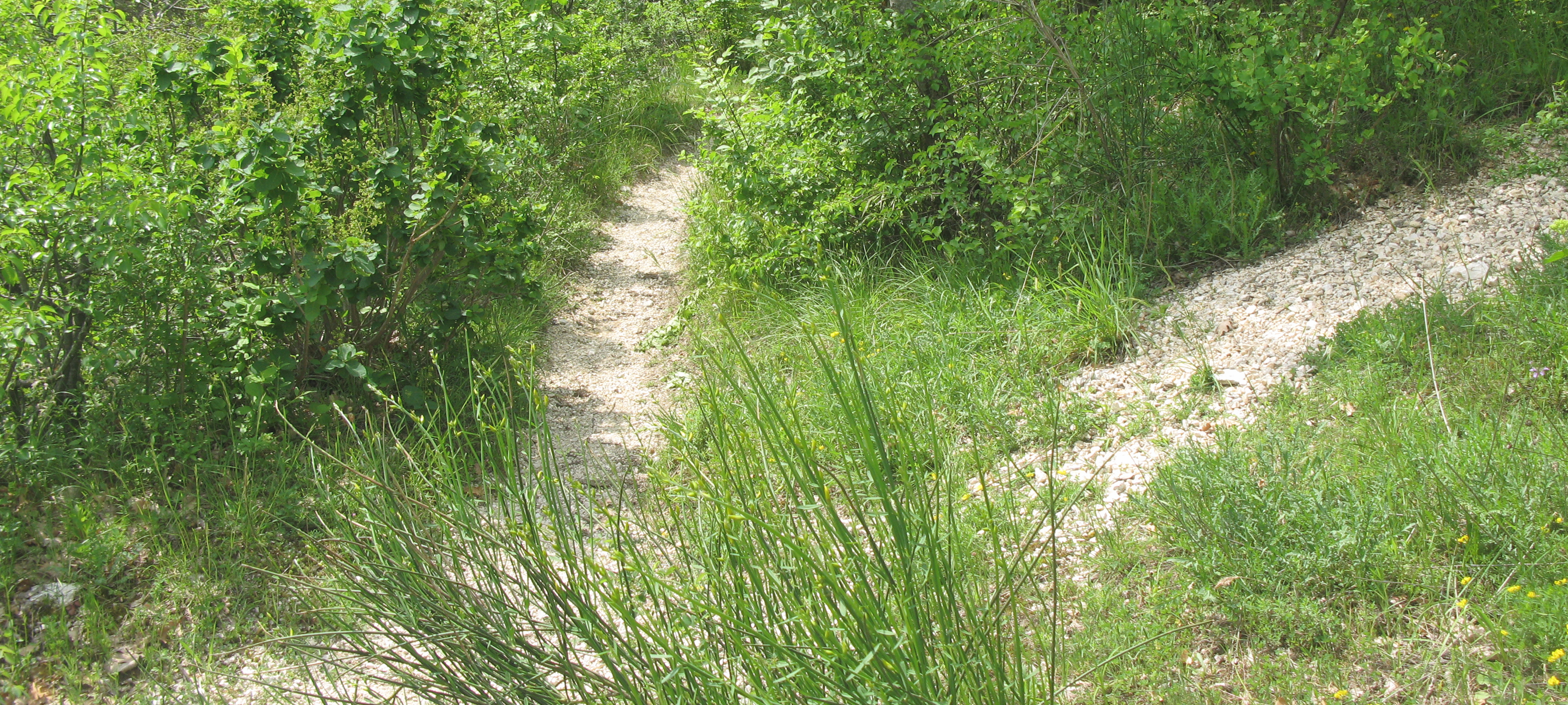 Monte Catria Sentiero 29bis - immagine 2